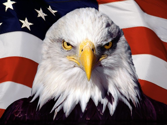 American Patriot Eagle