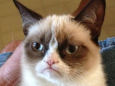 Grumpy Cat a Galaxy Tab 4 Nook