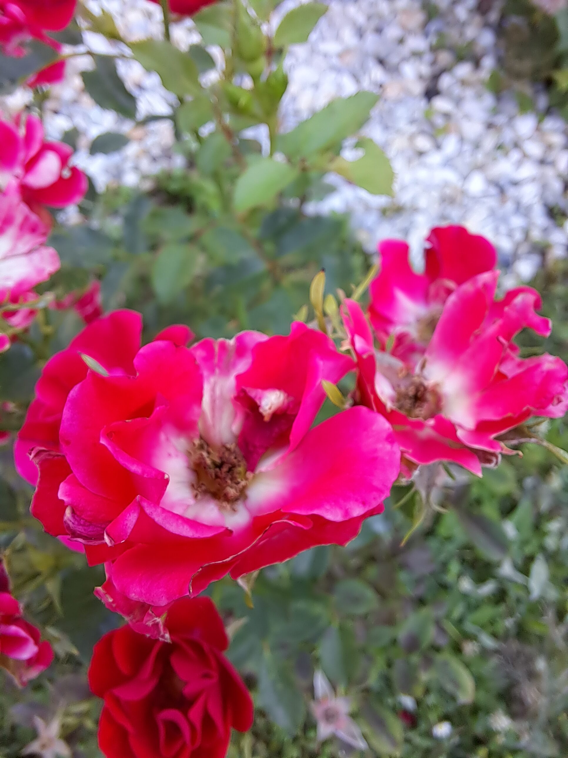 Galaxy A33 srovnavaci foto 30