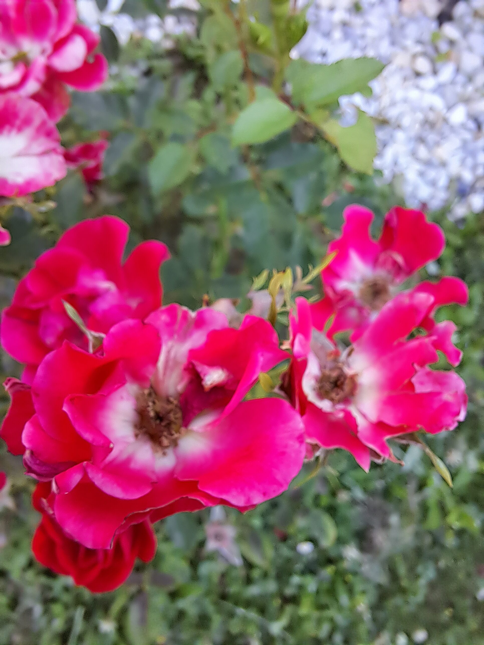 Galaxy A53 srovnavaci foto 27