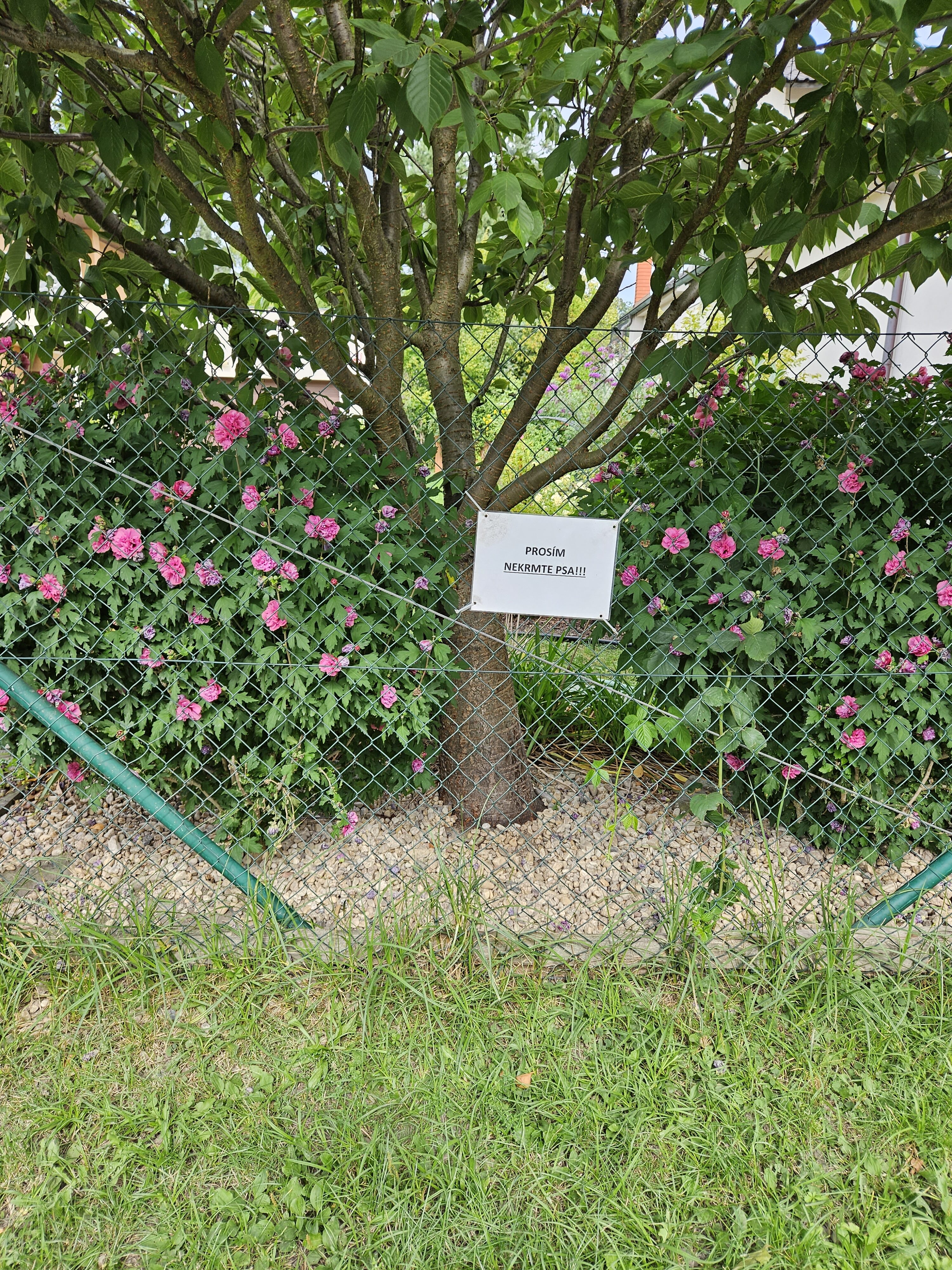 Galaxy Z Fold5 fotky den 17