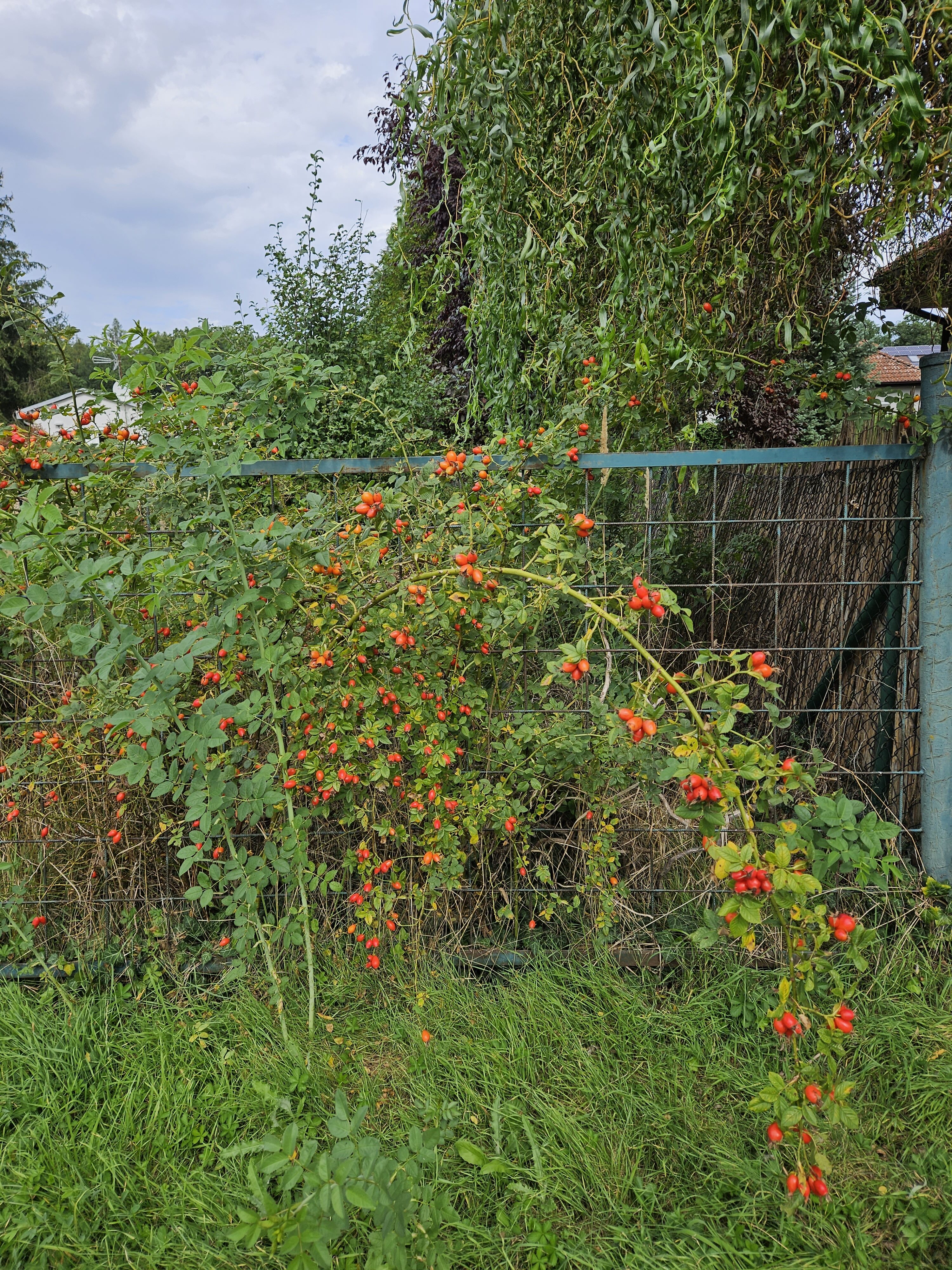 Galaxy Z Fold5 fotky den 3