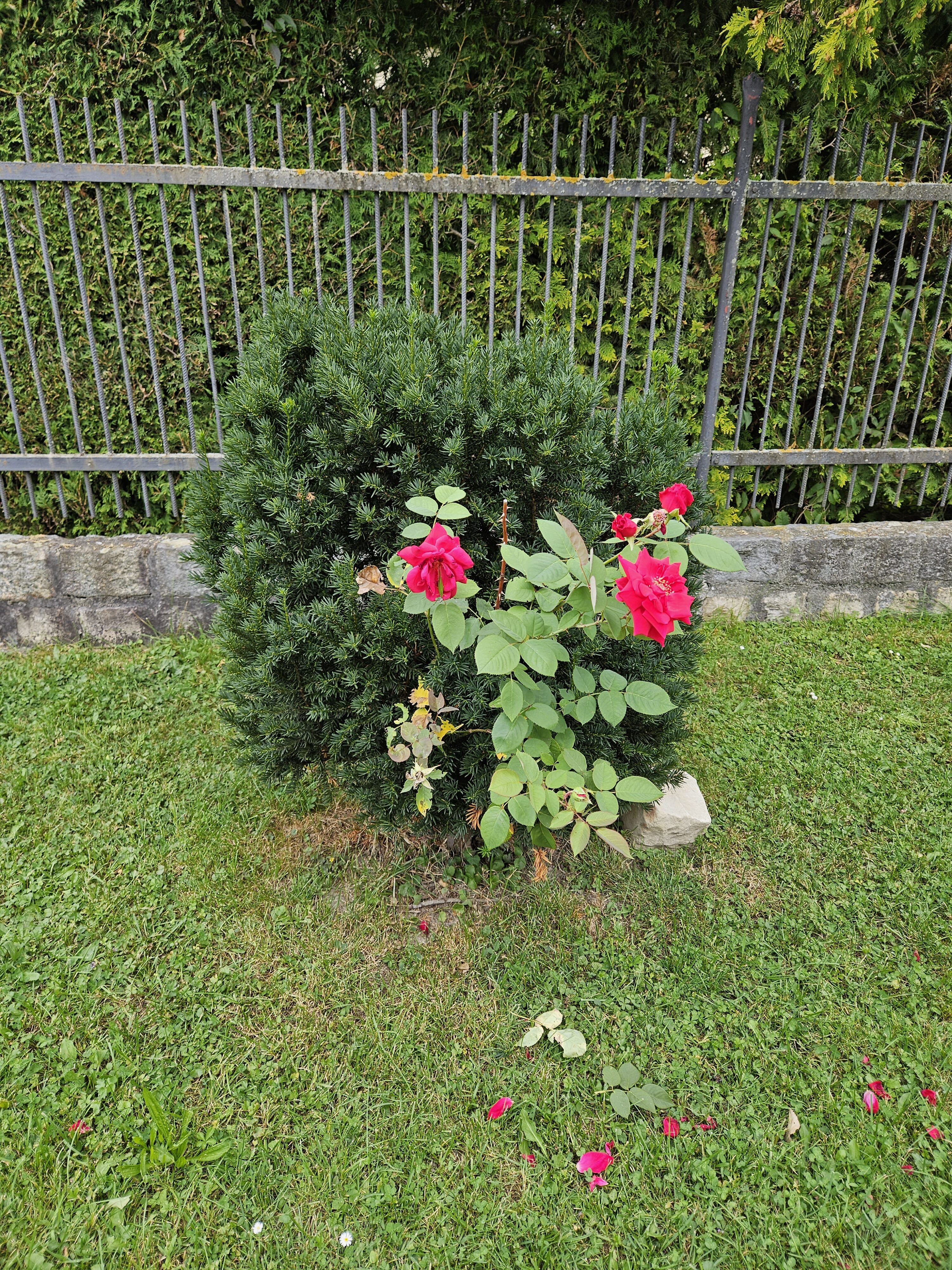 Galaxy Z Fold5 fotky den 10