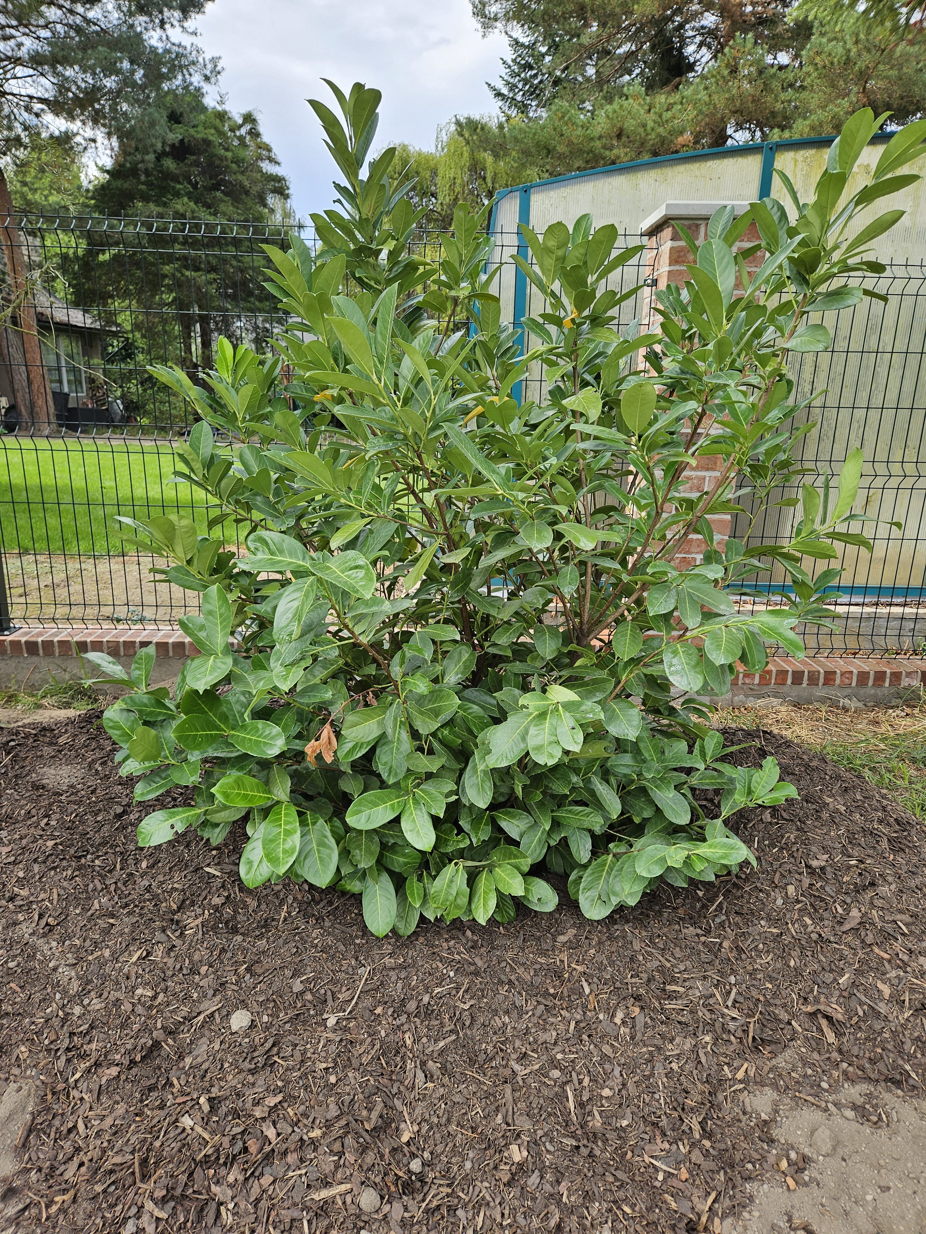 Galaxy Z Fold5 fotky den 21