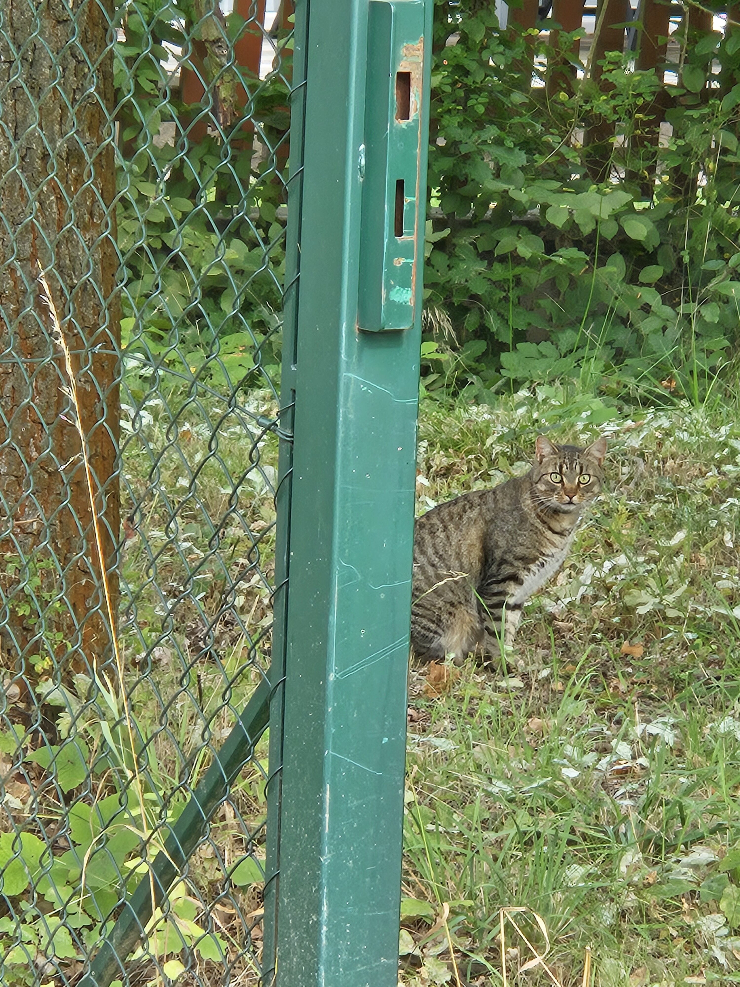 Galaxy Z Fold5 fotky den 46