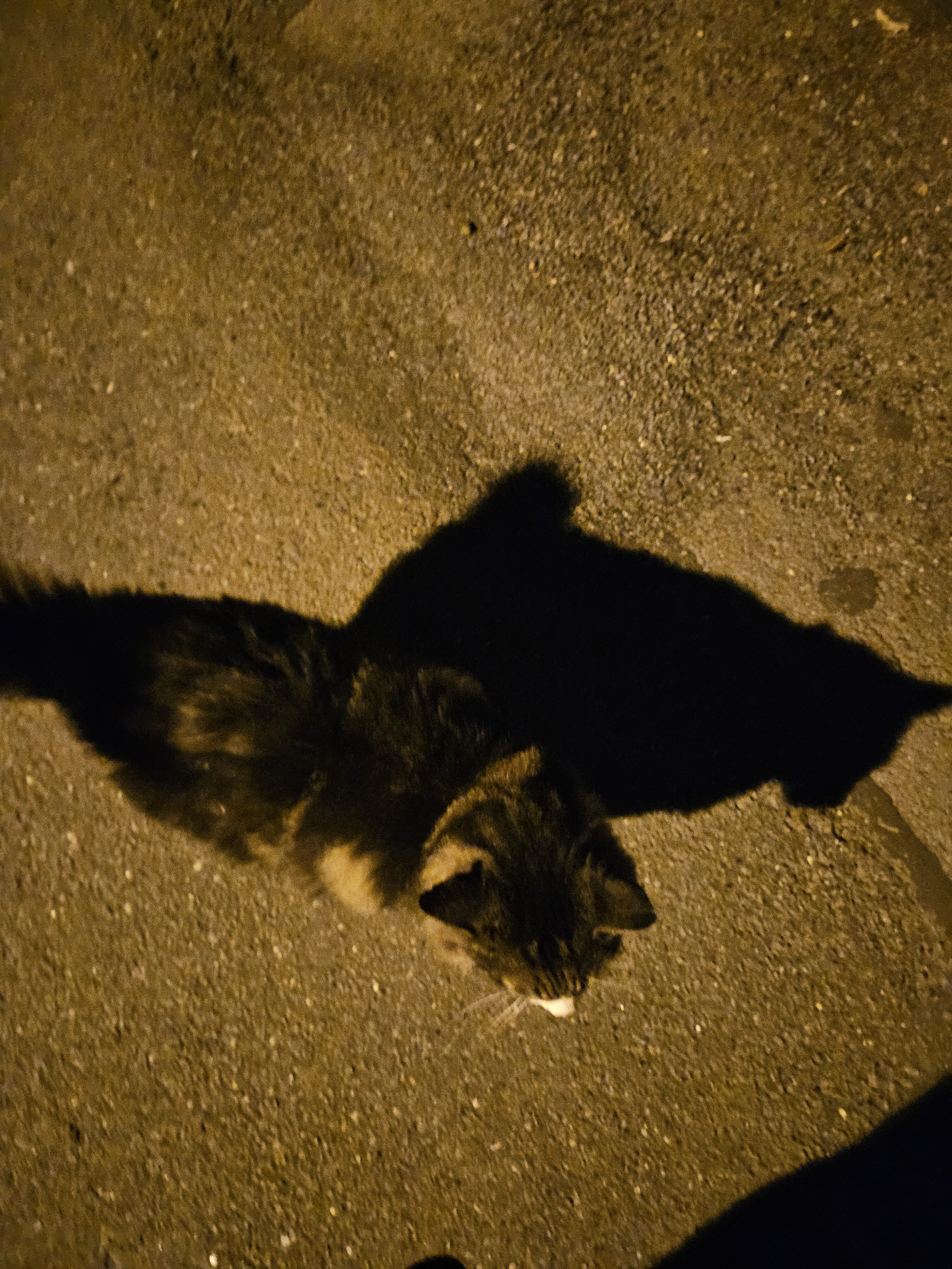 Galaxy Z Fold5 nocni fotky 15