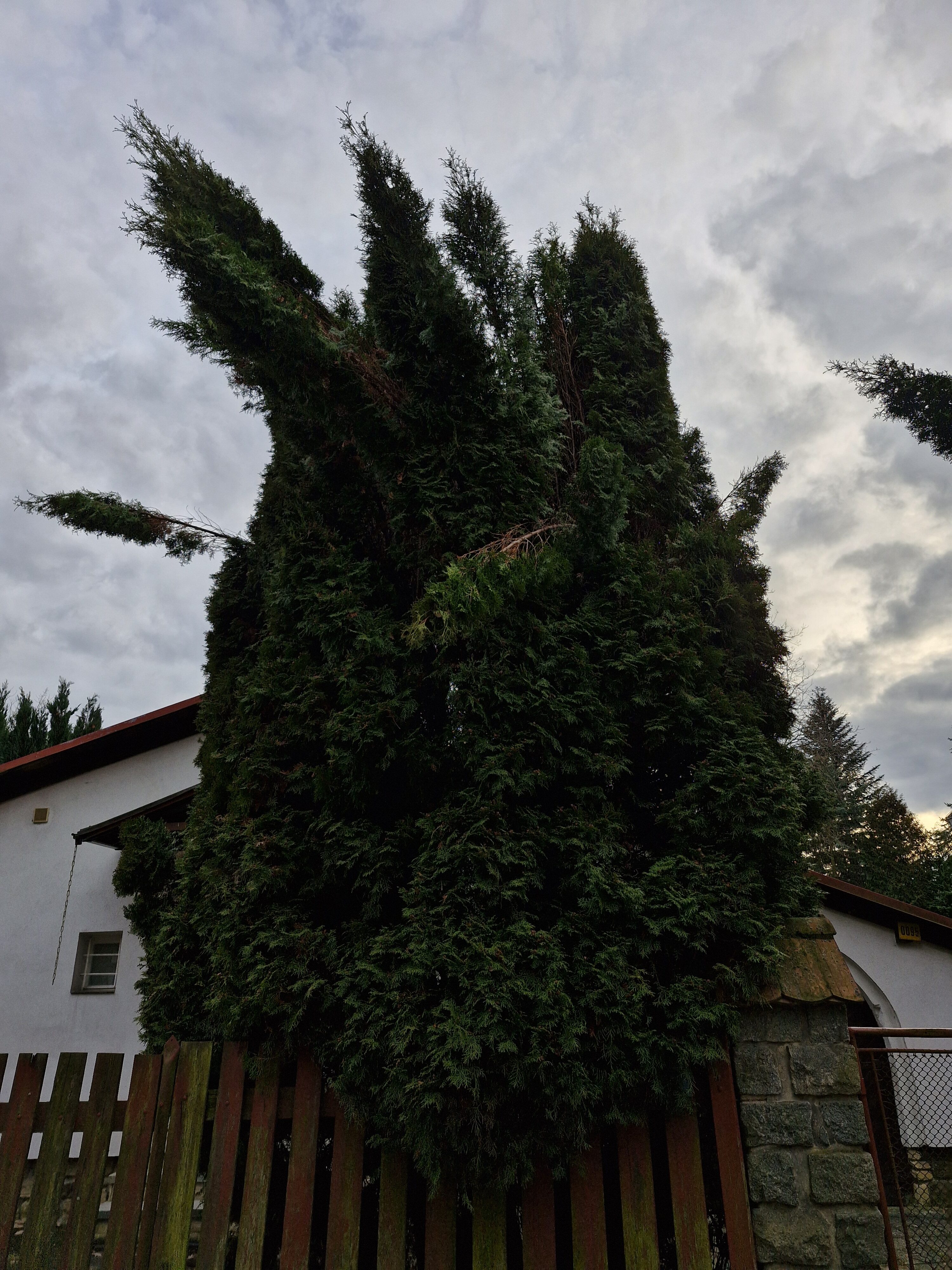 Galaxy Día 23 de la fotografía del S12 FE