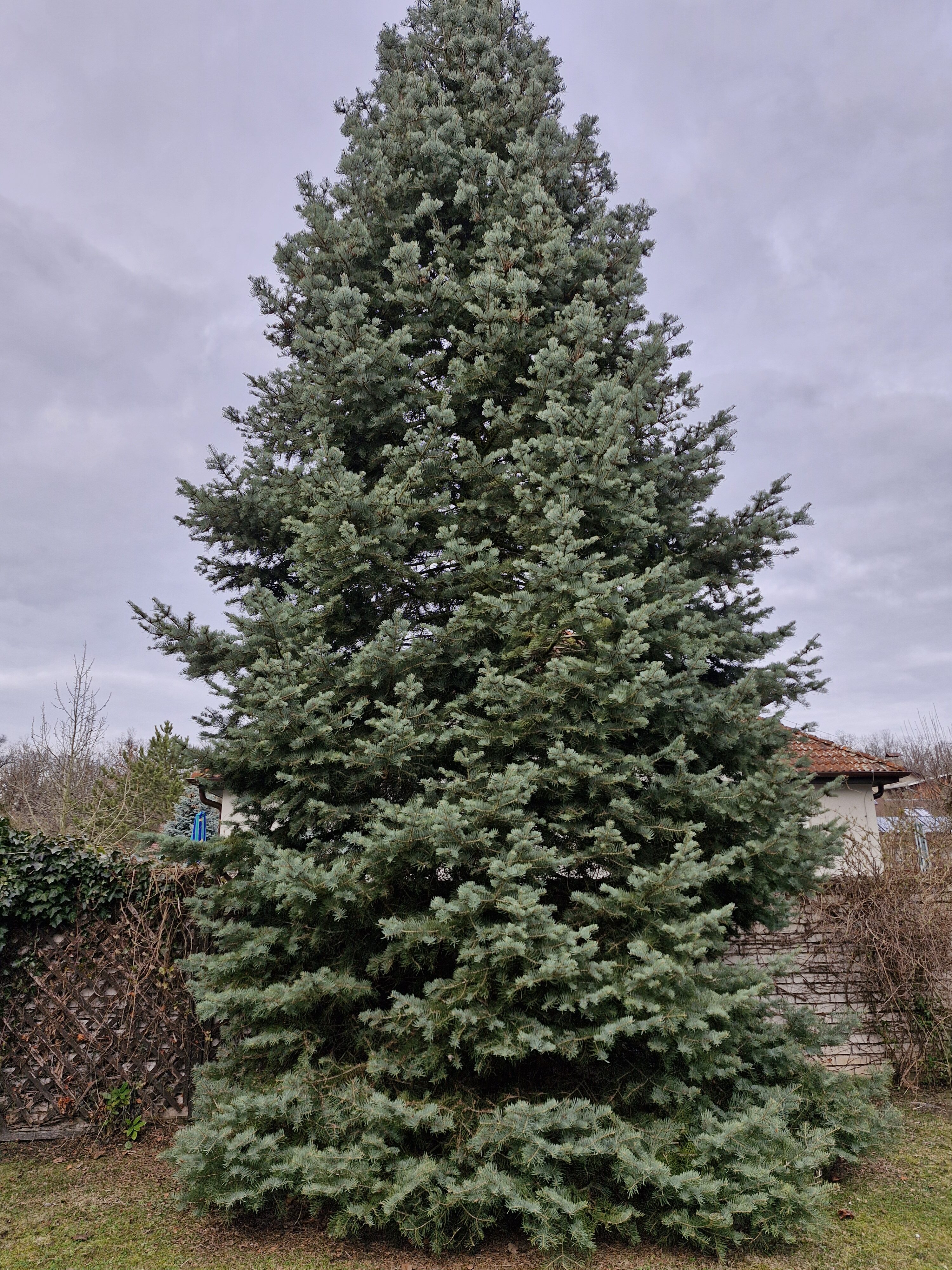 Galaxy Día 23 de la fotografía del S31 FE