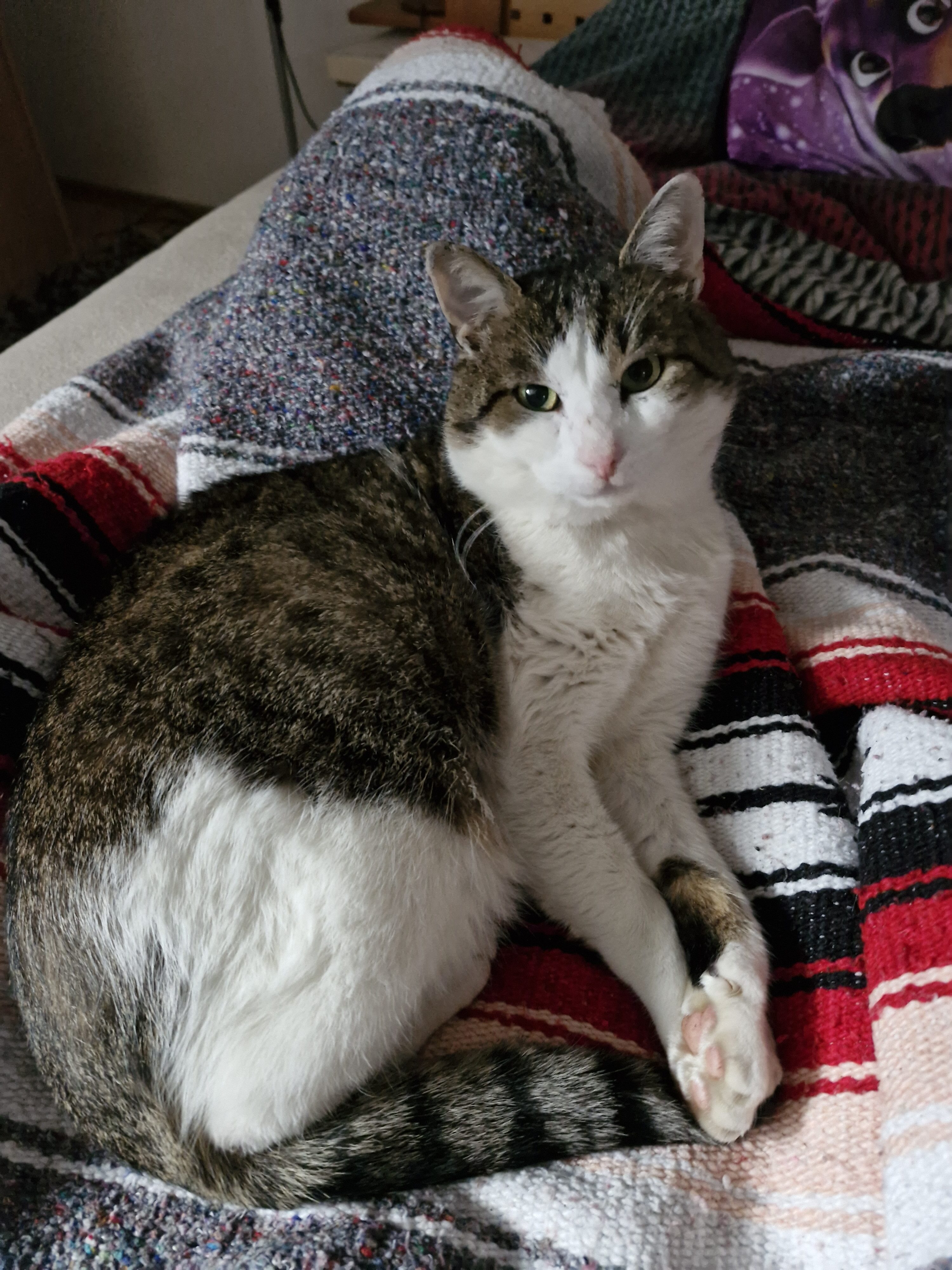 Galaxy Día 23 de la fotografía del S32 FE