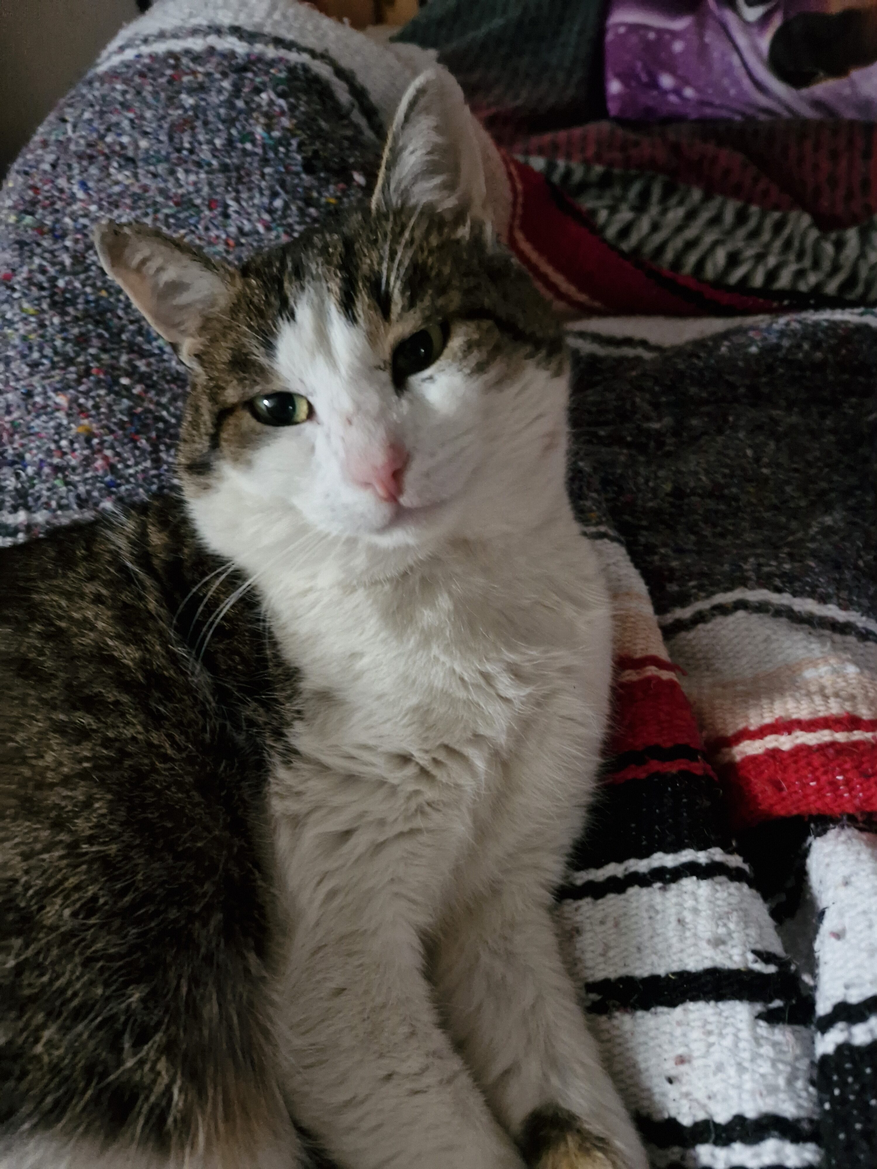 Galaxy Día 23 de la fotografía del S33 FE