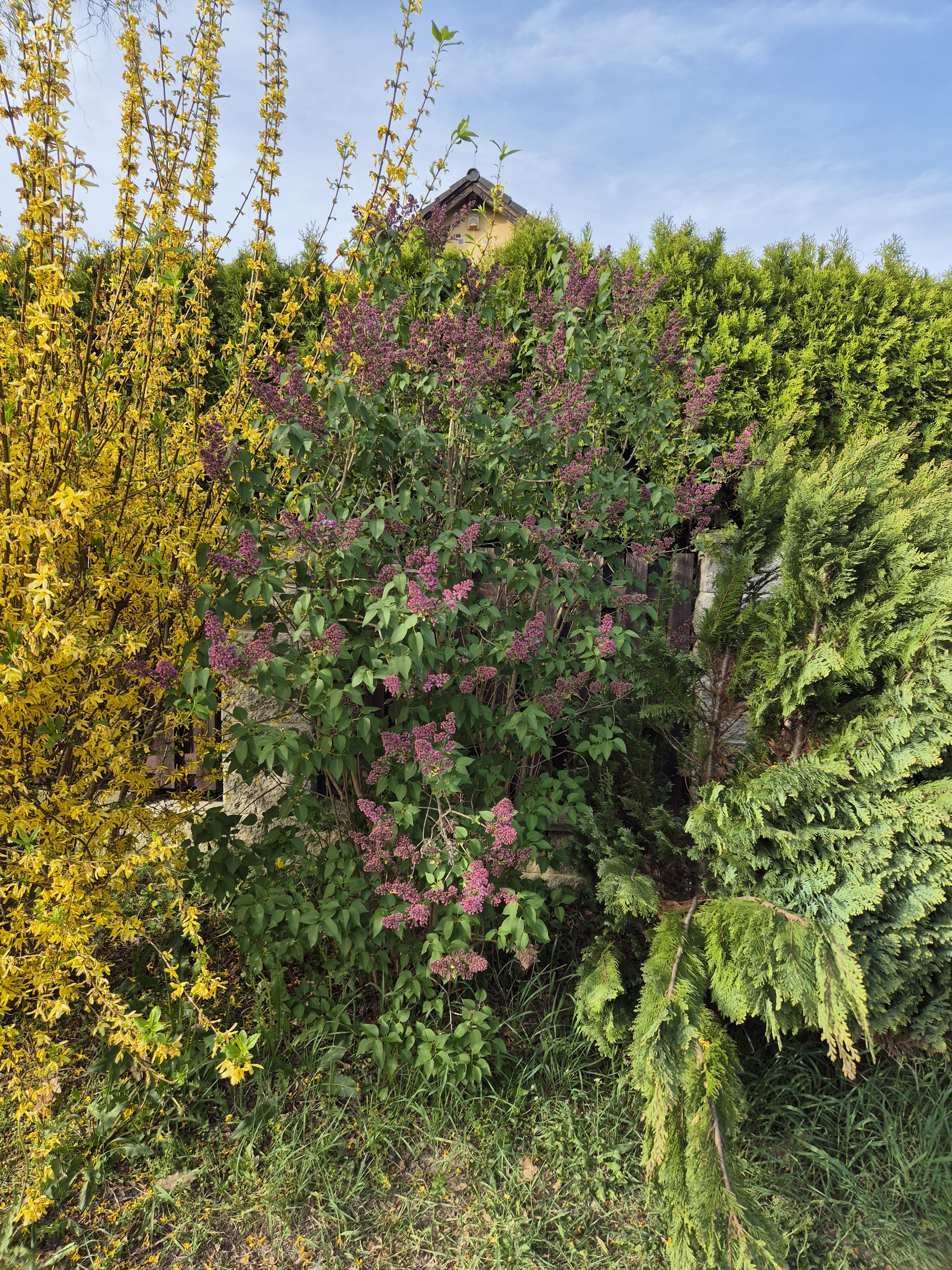 Galaxy S24 fotka den 30