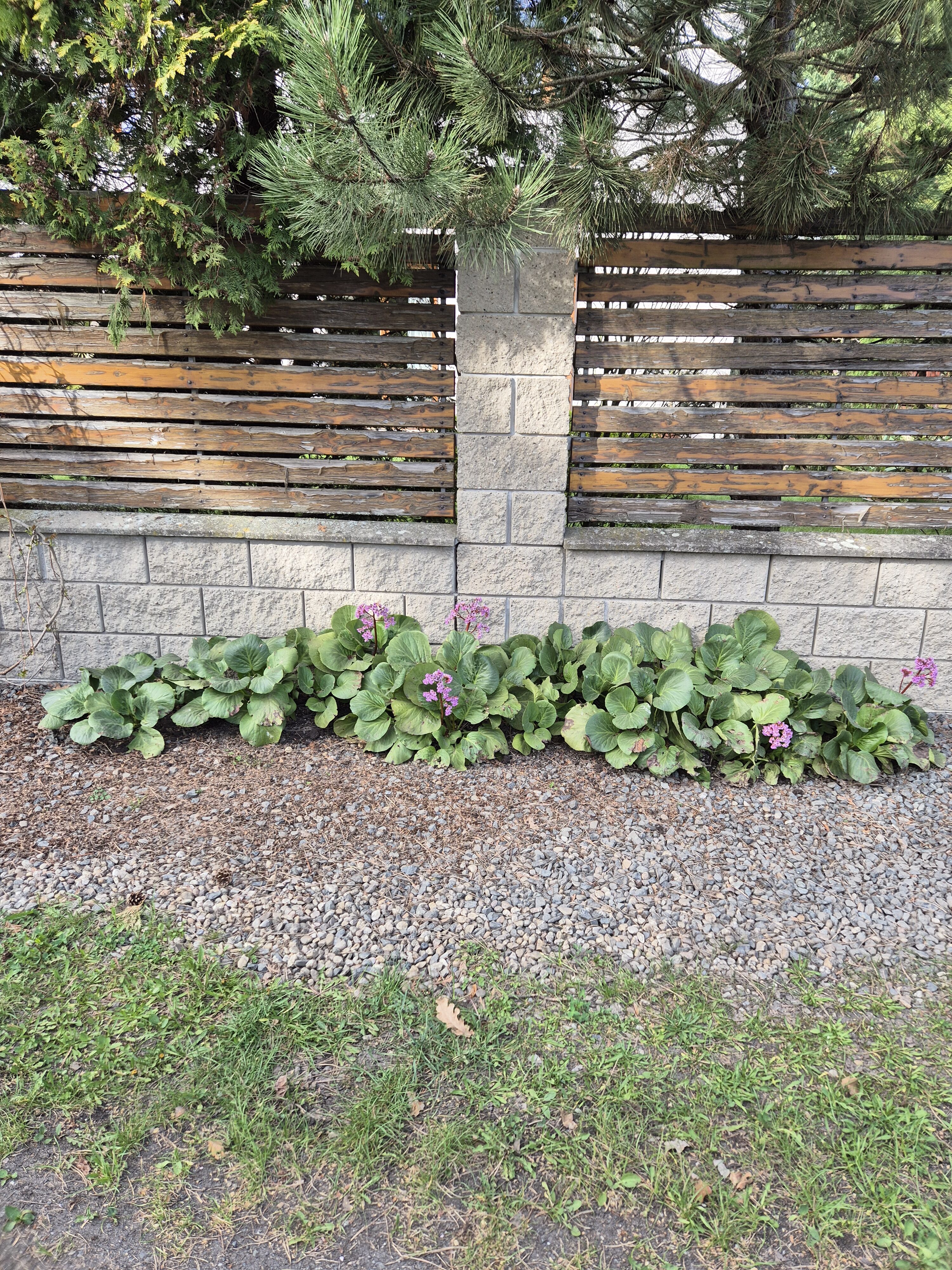 Galaxy S24 fotka den 5