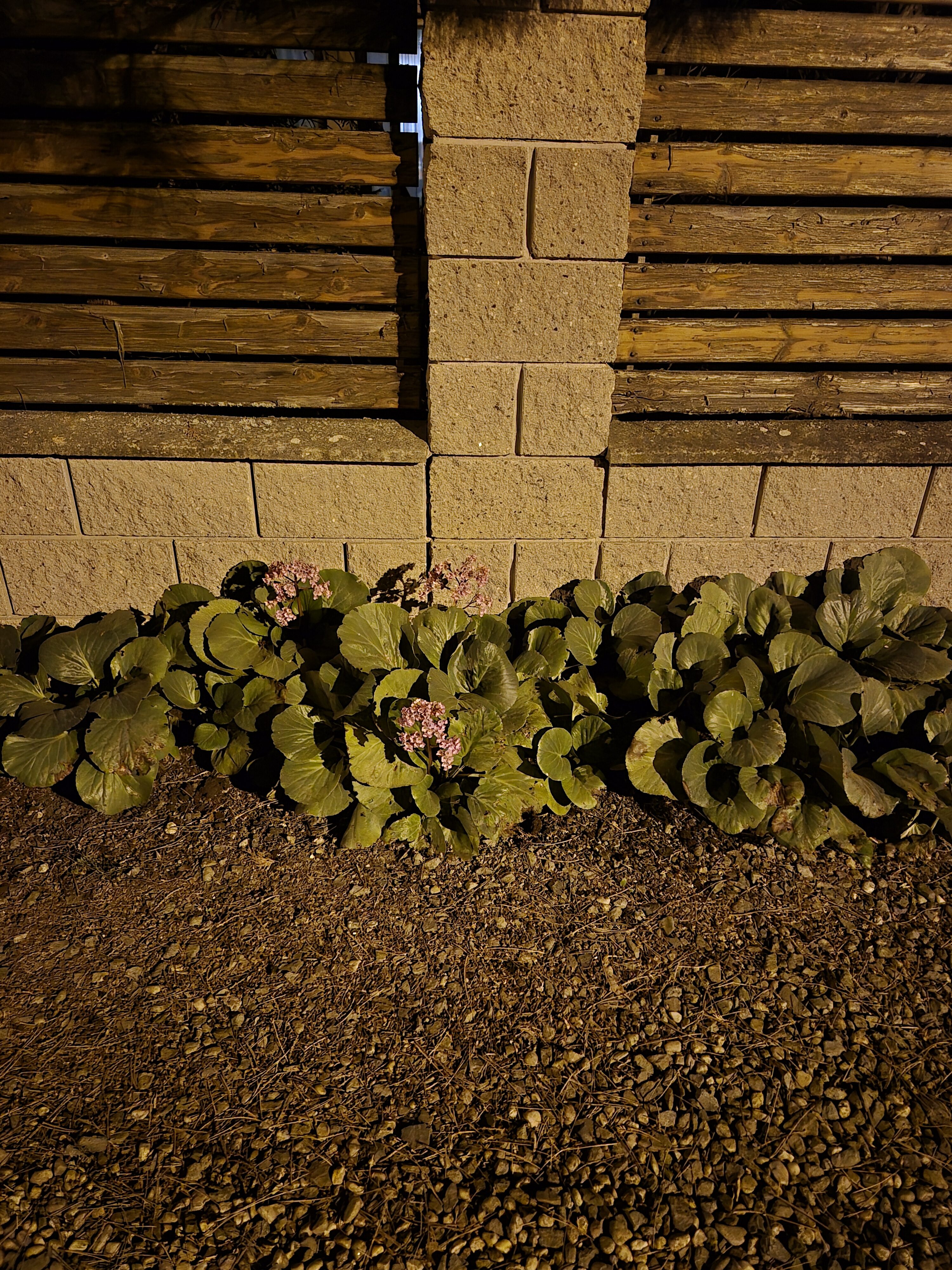 Galaxy S24 noc fotka 12