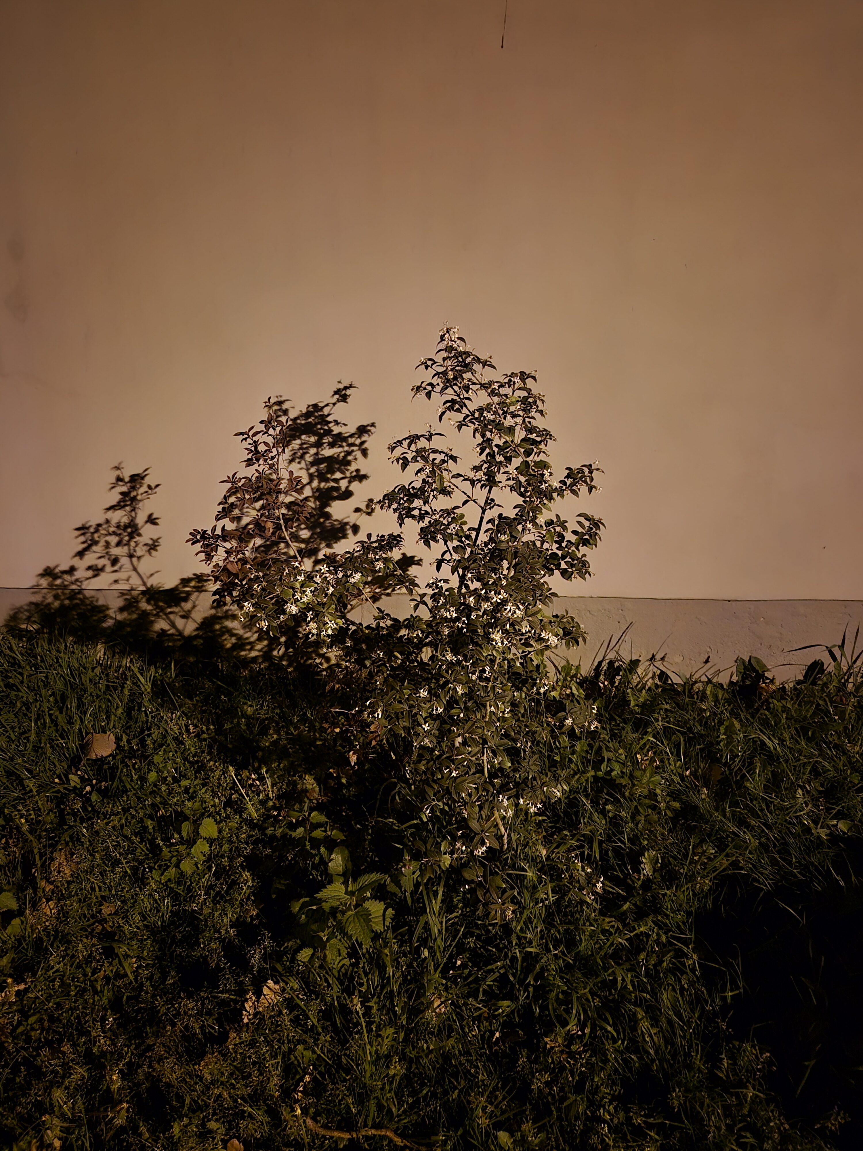 Galaxy S24 noc fotka 6