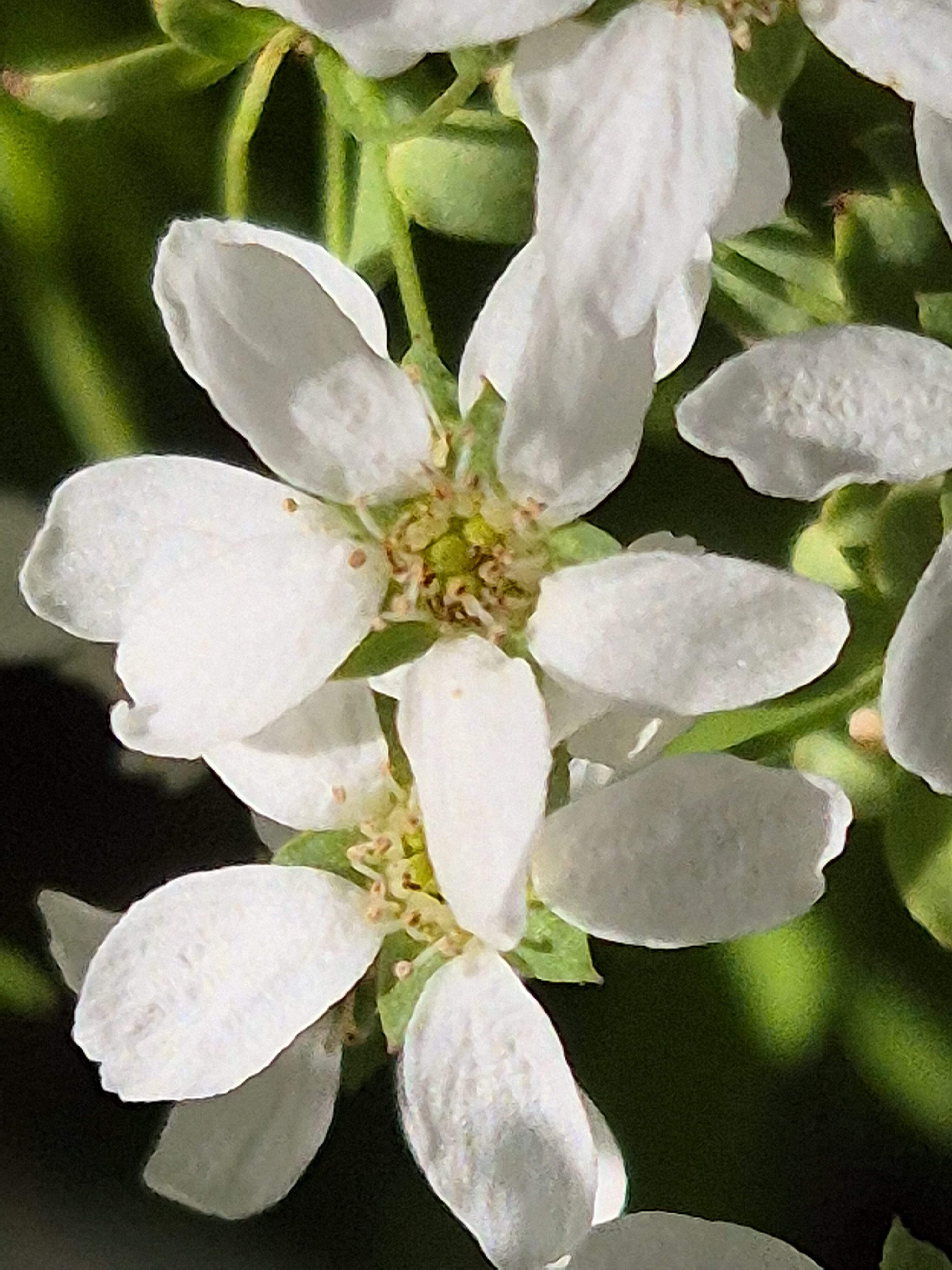 Macro photo Galaxy S24 3