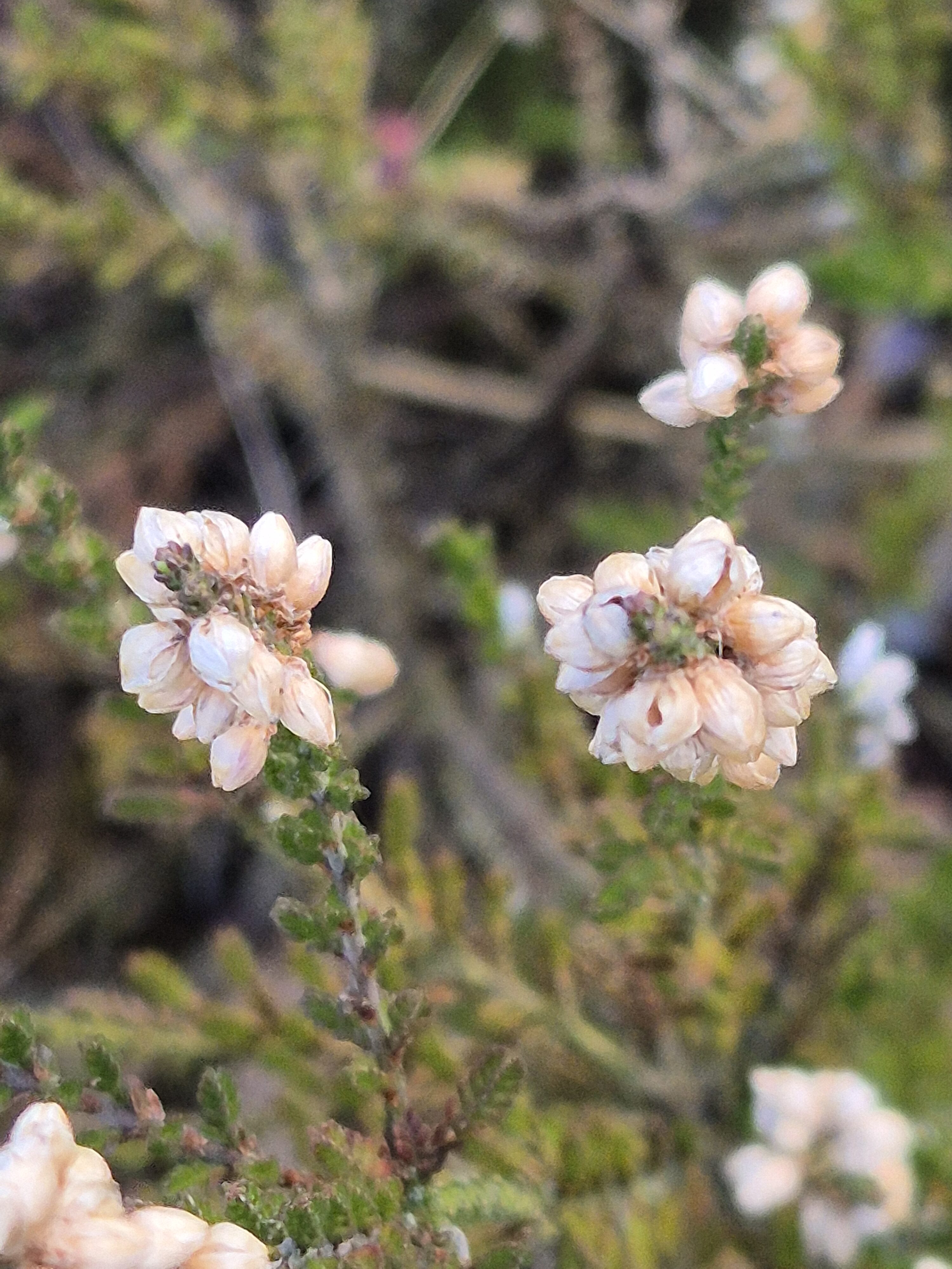 Macro photo Galaxy S24 8