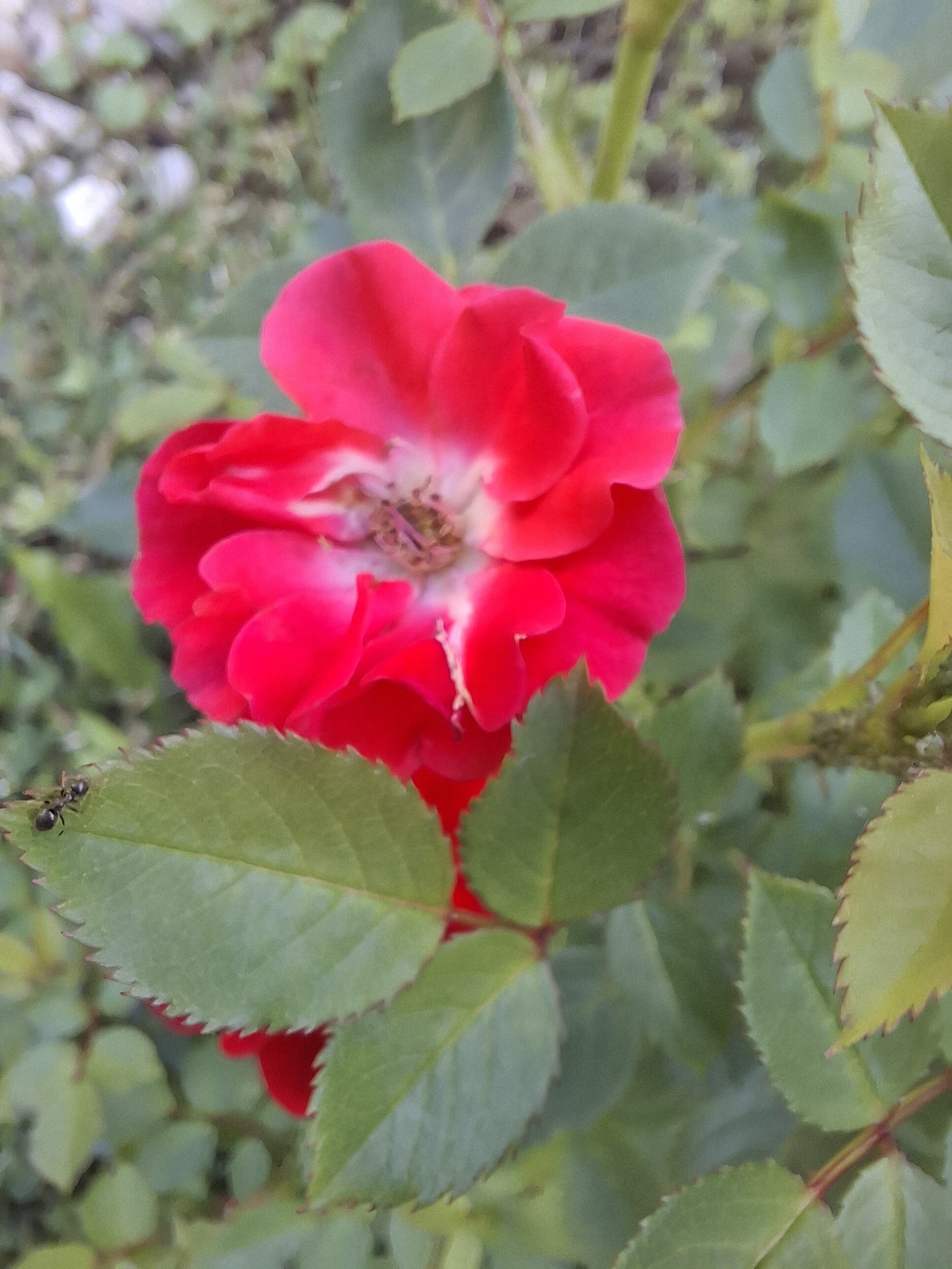 Galaxy A55 fotka den 18