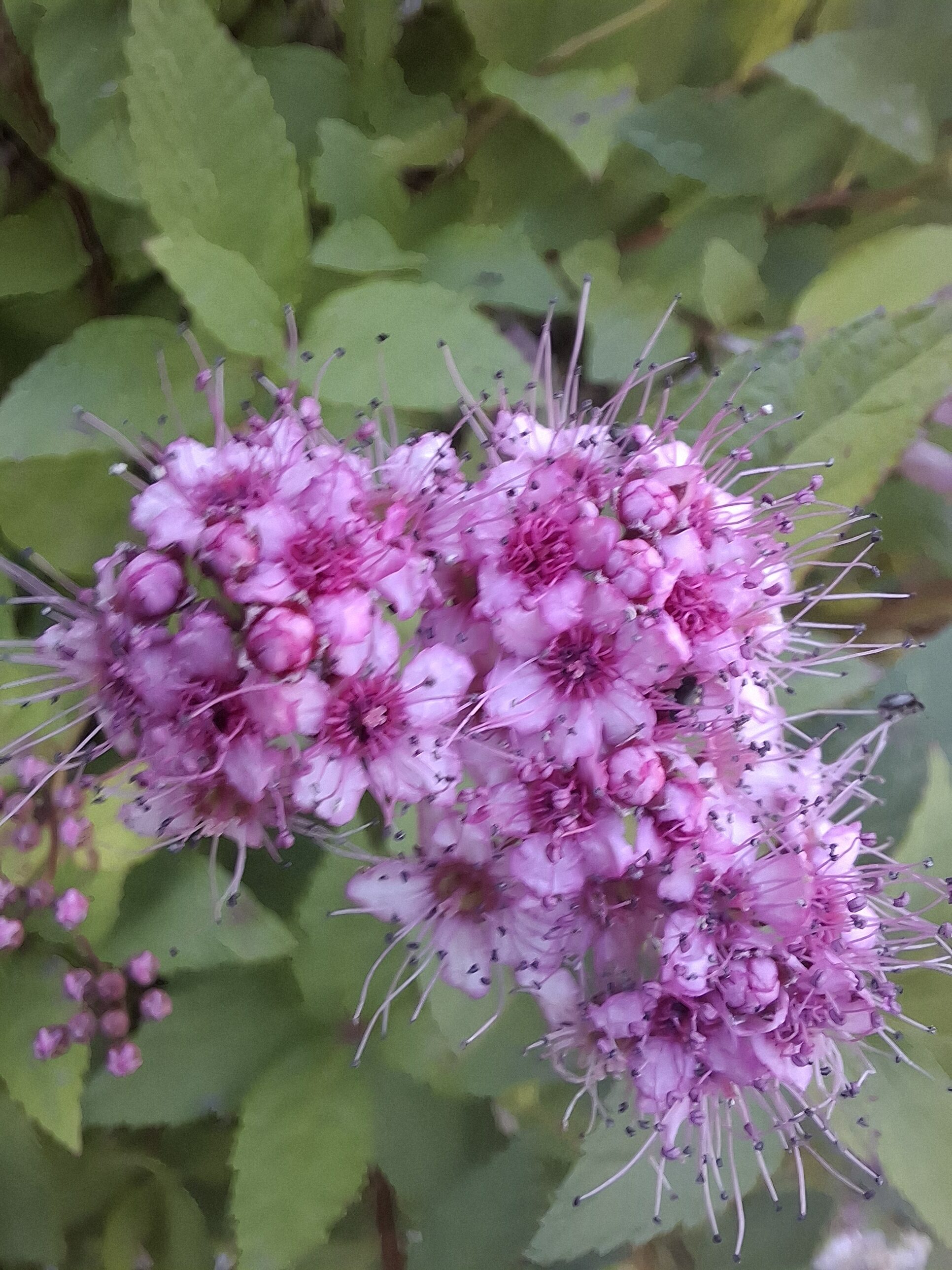 Galaxy A55 fotka den 20