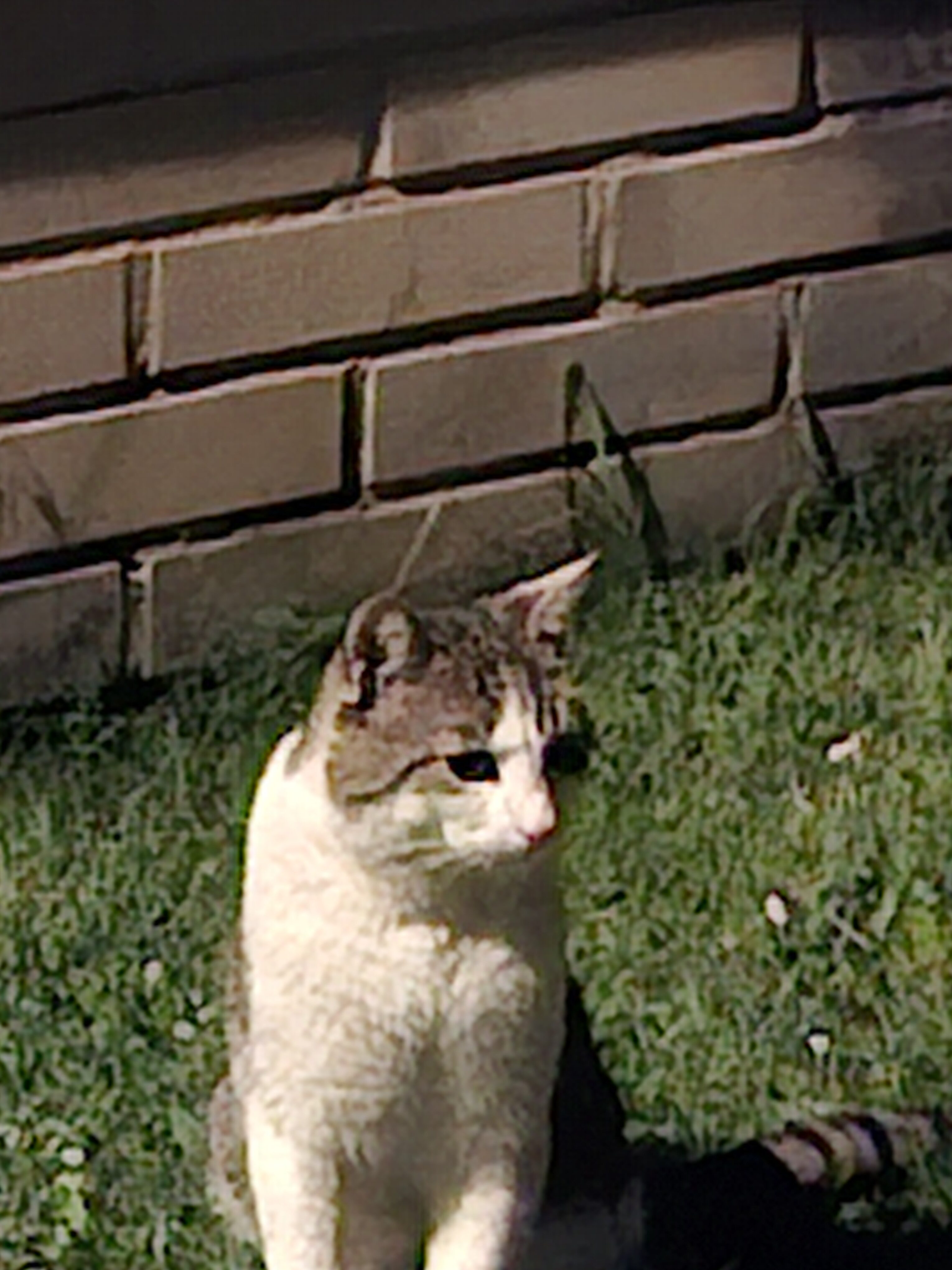 Galaxy A55 fotky noc 25