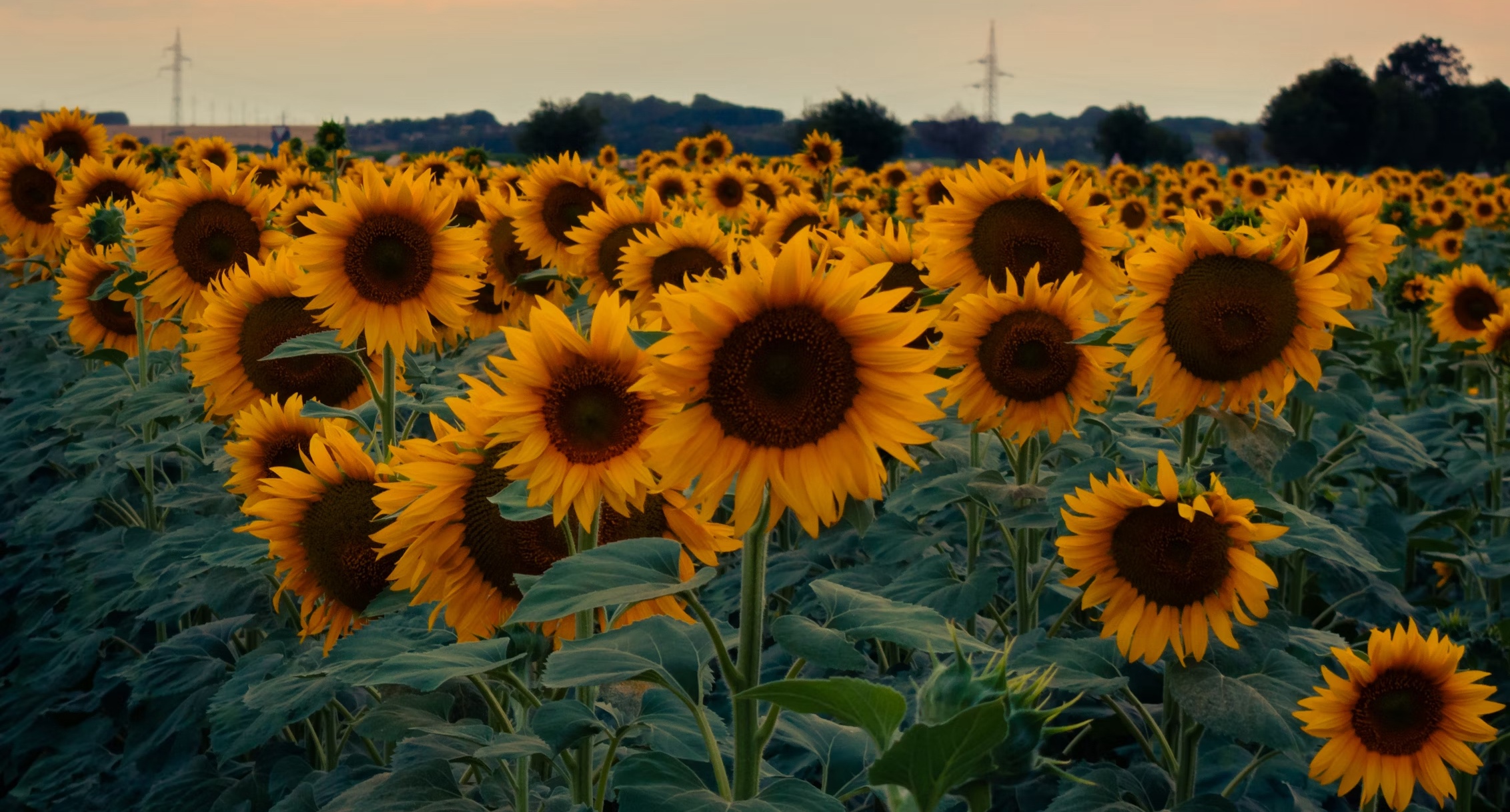 Tapety Samsung babi leto 2