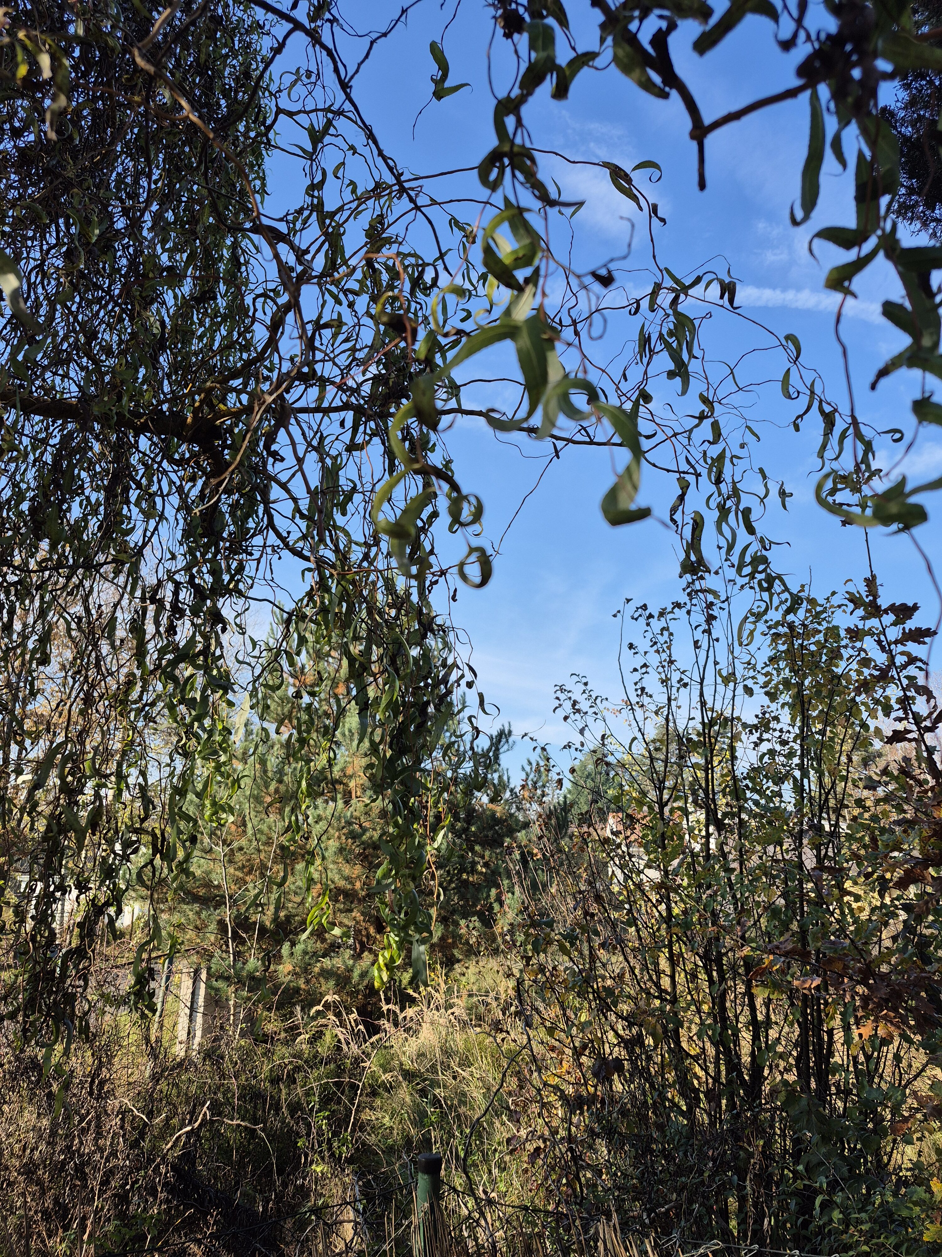 Galaxy S24 FE fotky den 1