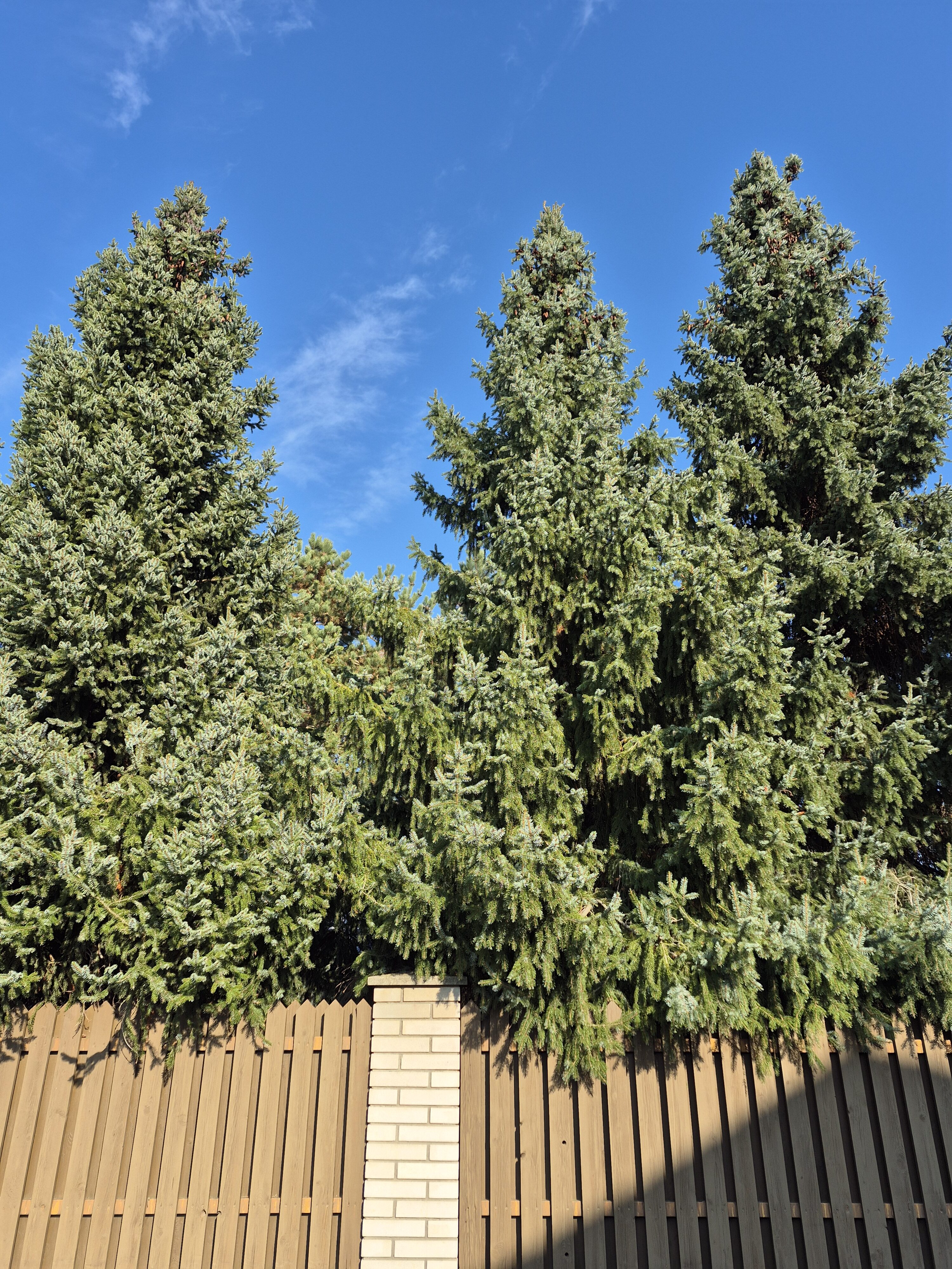 Galaxy S24 FE fotky den 11