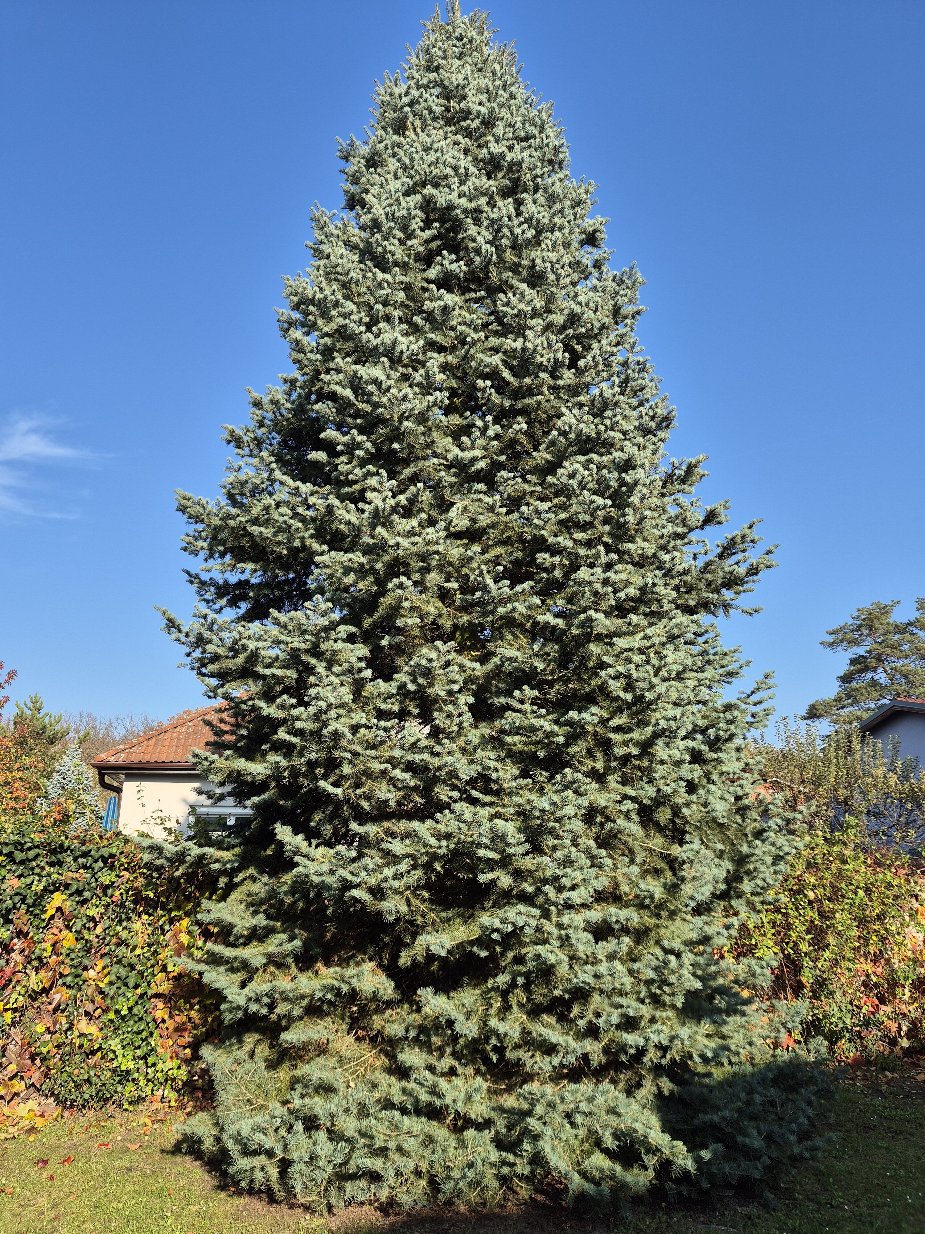 Galaxy S24 FE fotky den 13