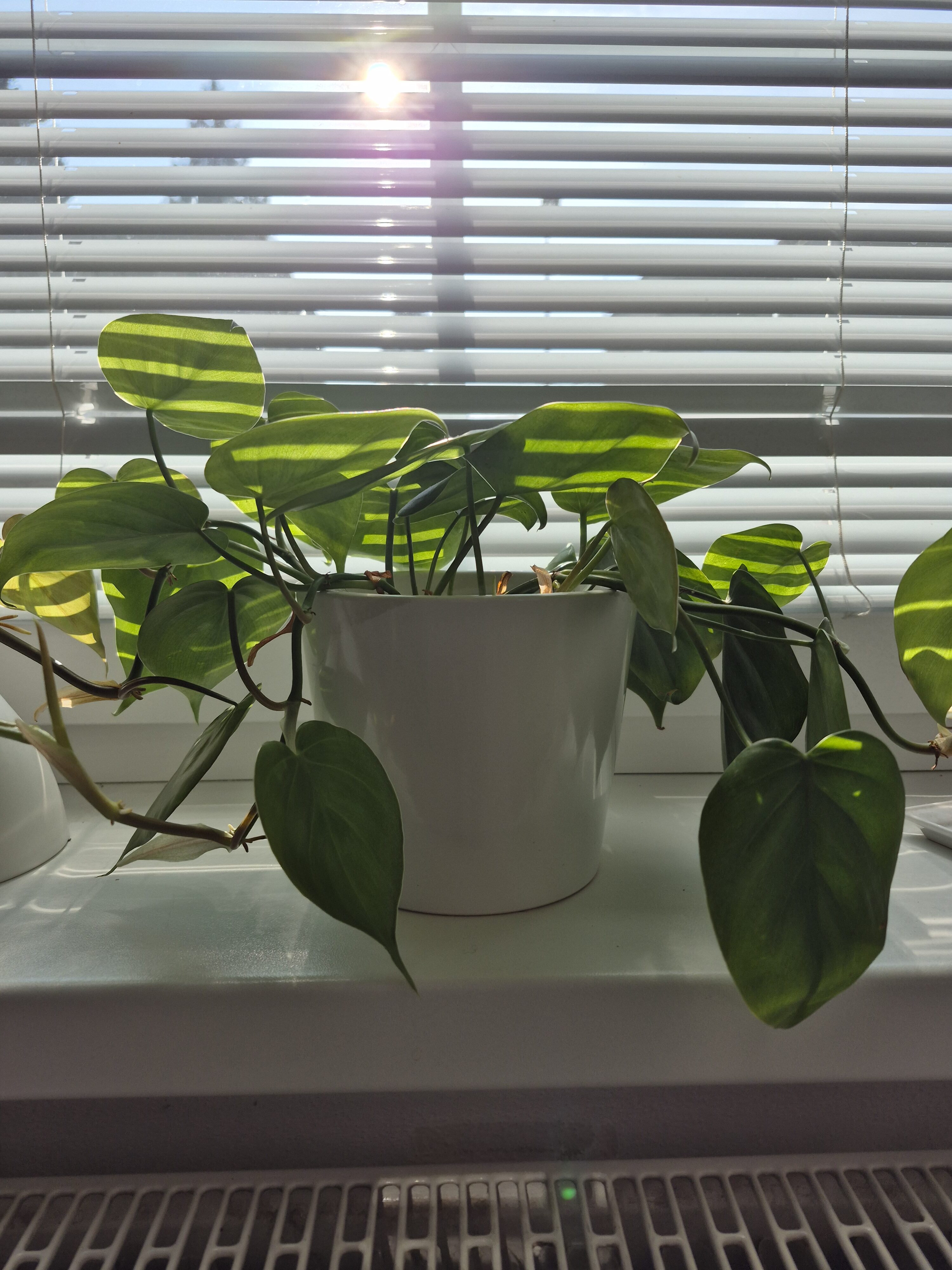 Galaxy S24 FE fotky den 17