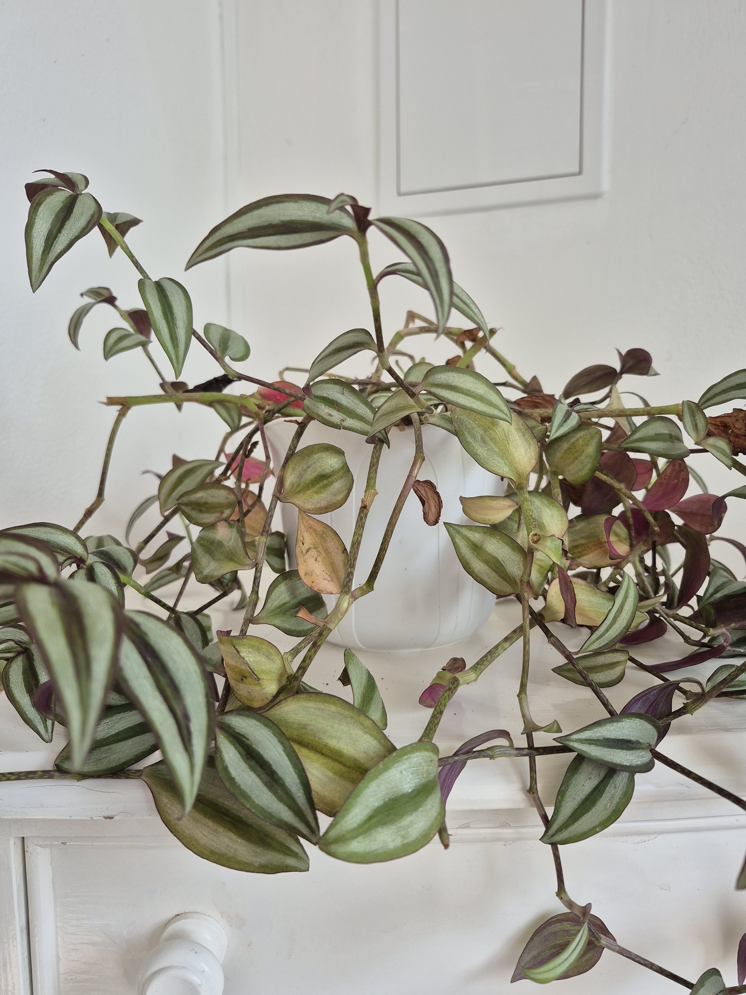 Galaxy S24 FE fotky den 18