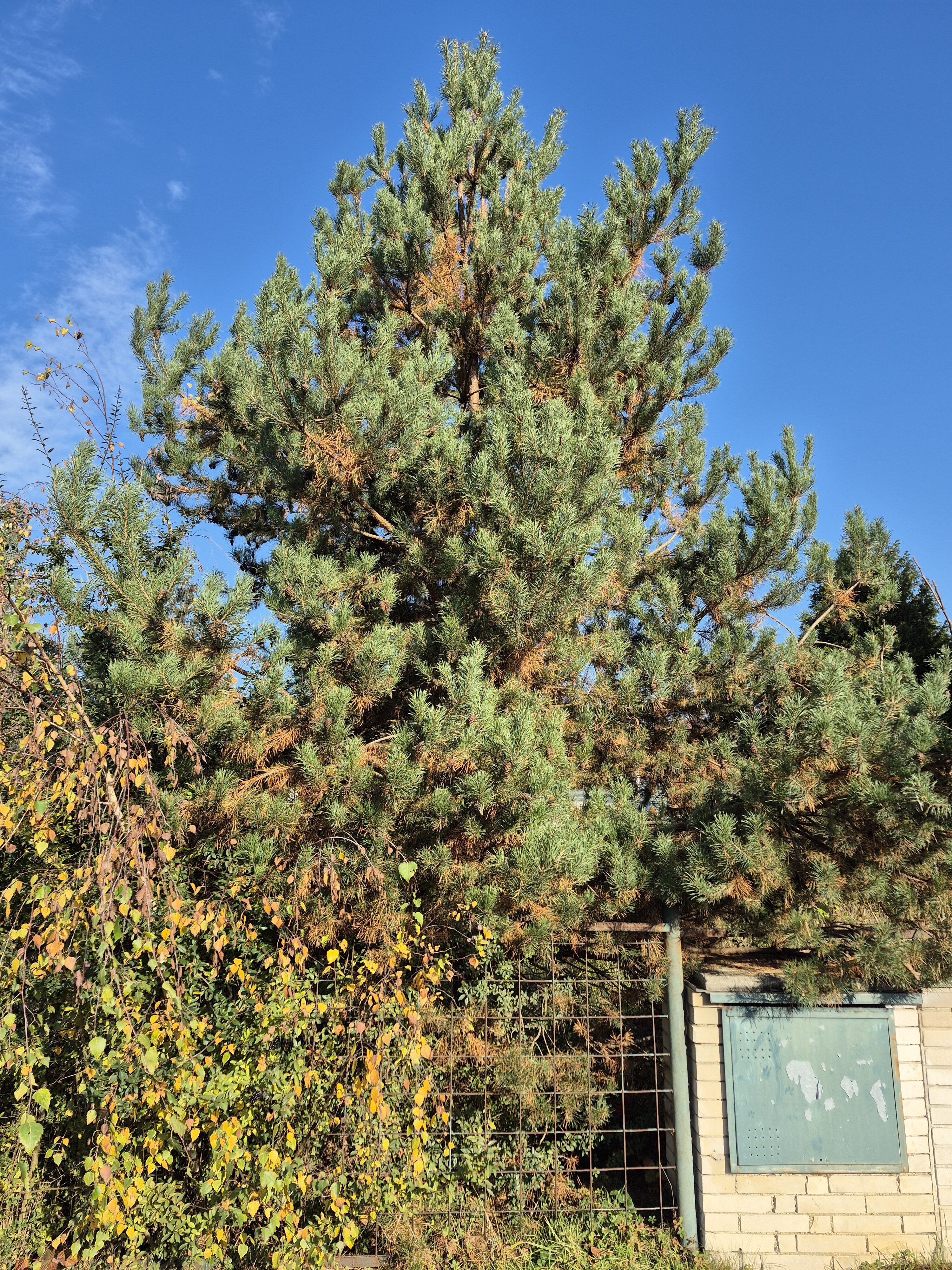 Galaxy S24 FE fotky den 3