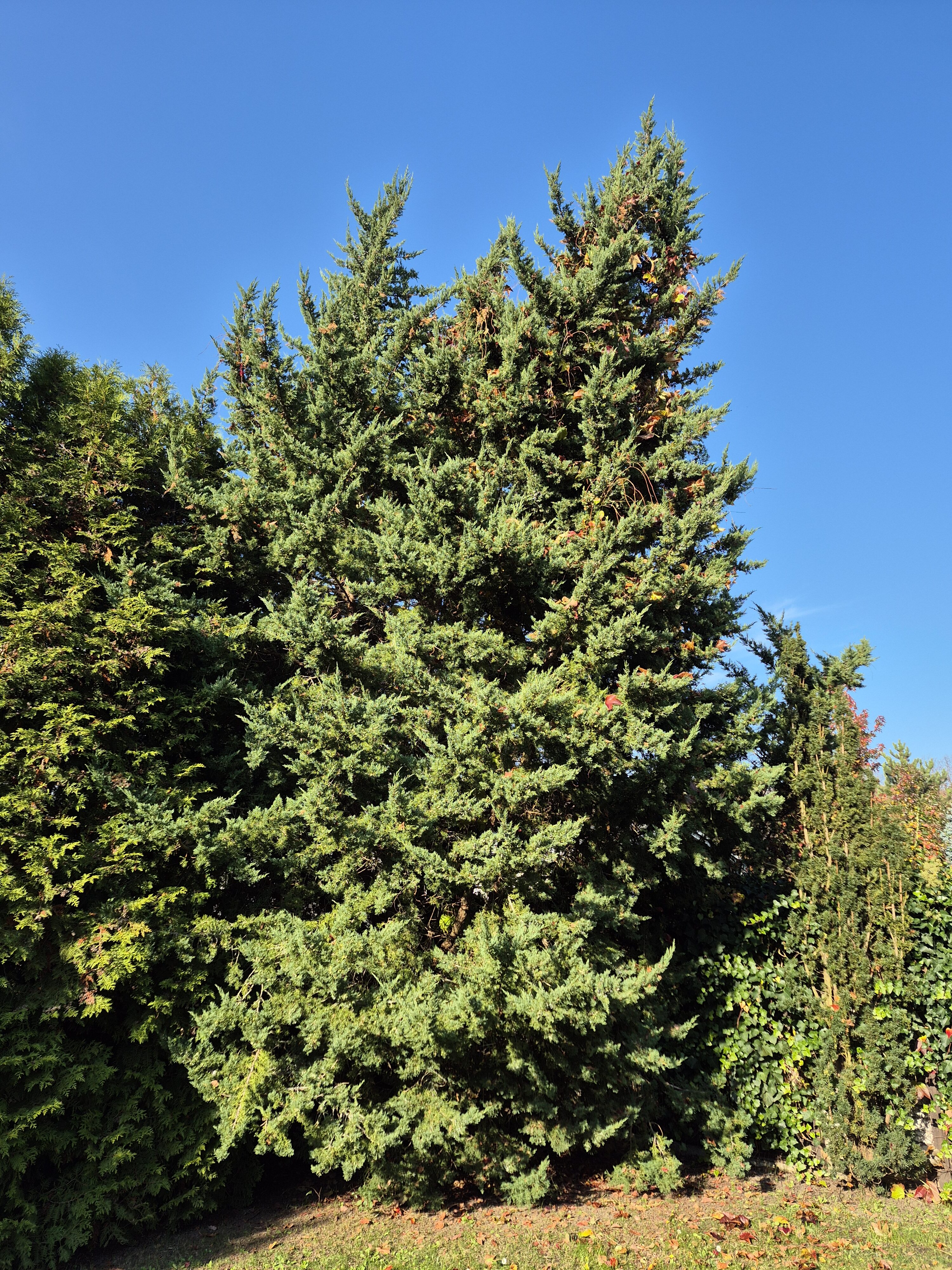 Galaxy S24 FE fotky den 42