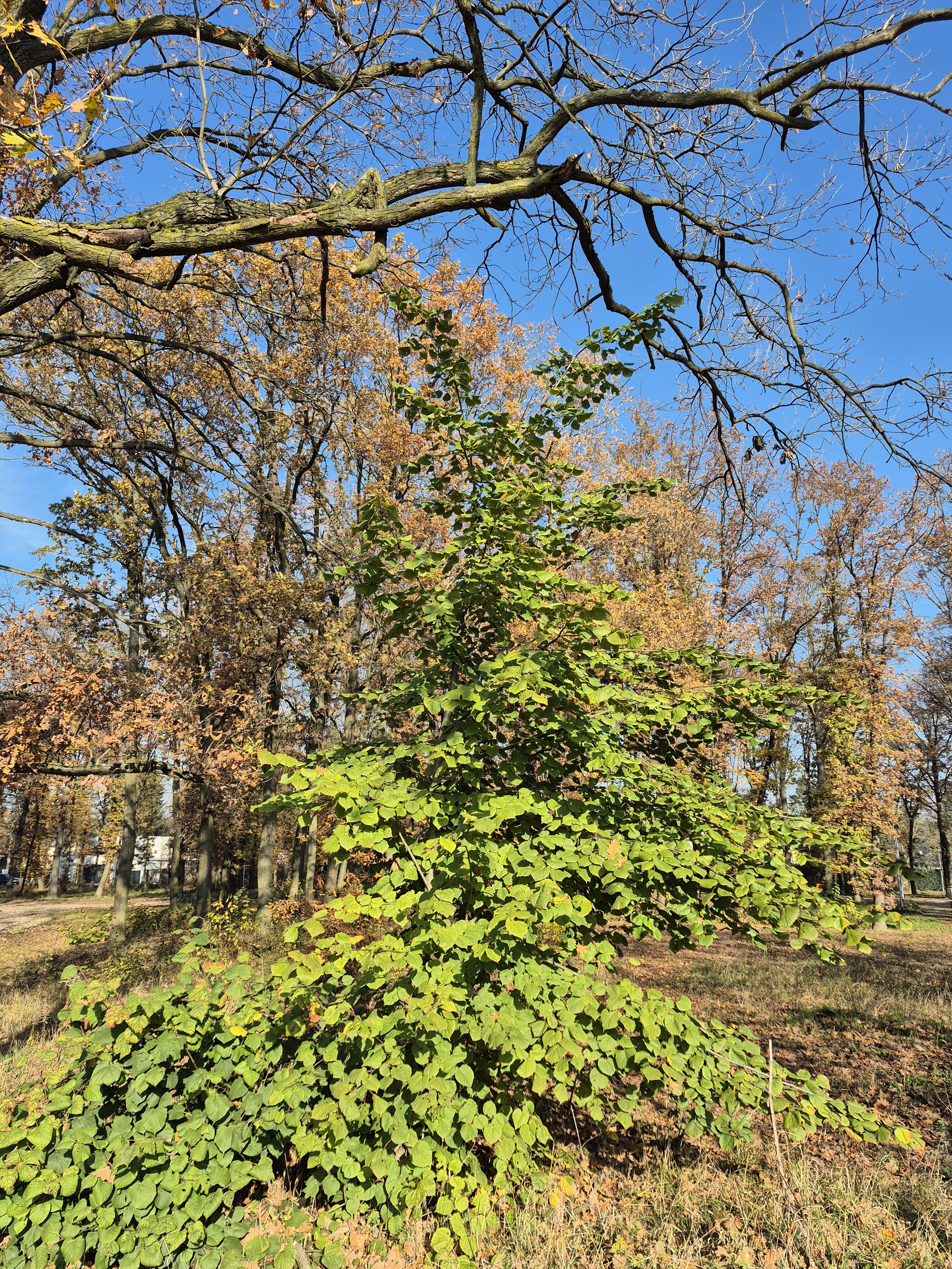 Galaxy S24 FE fotky den 7