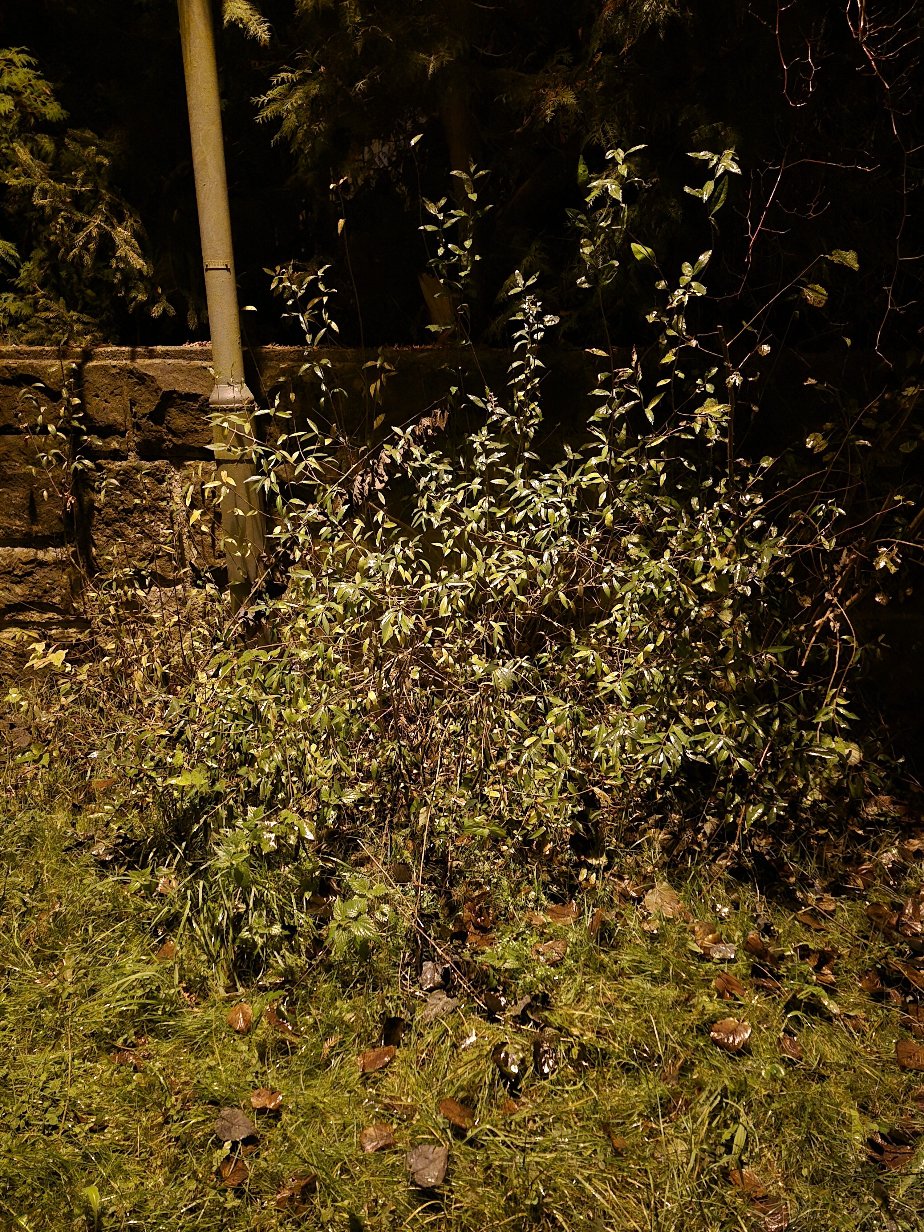 Galaxy S24 FE nocni fotky 18