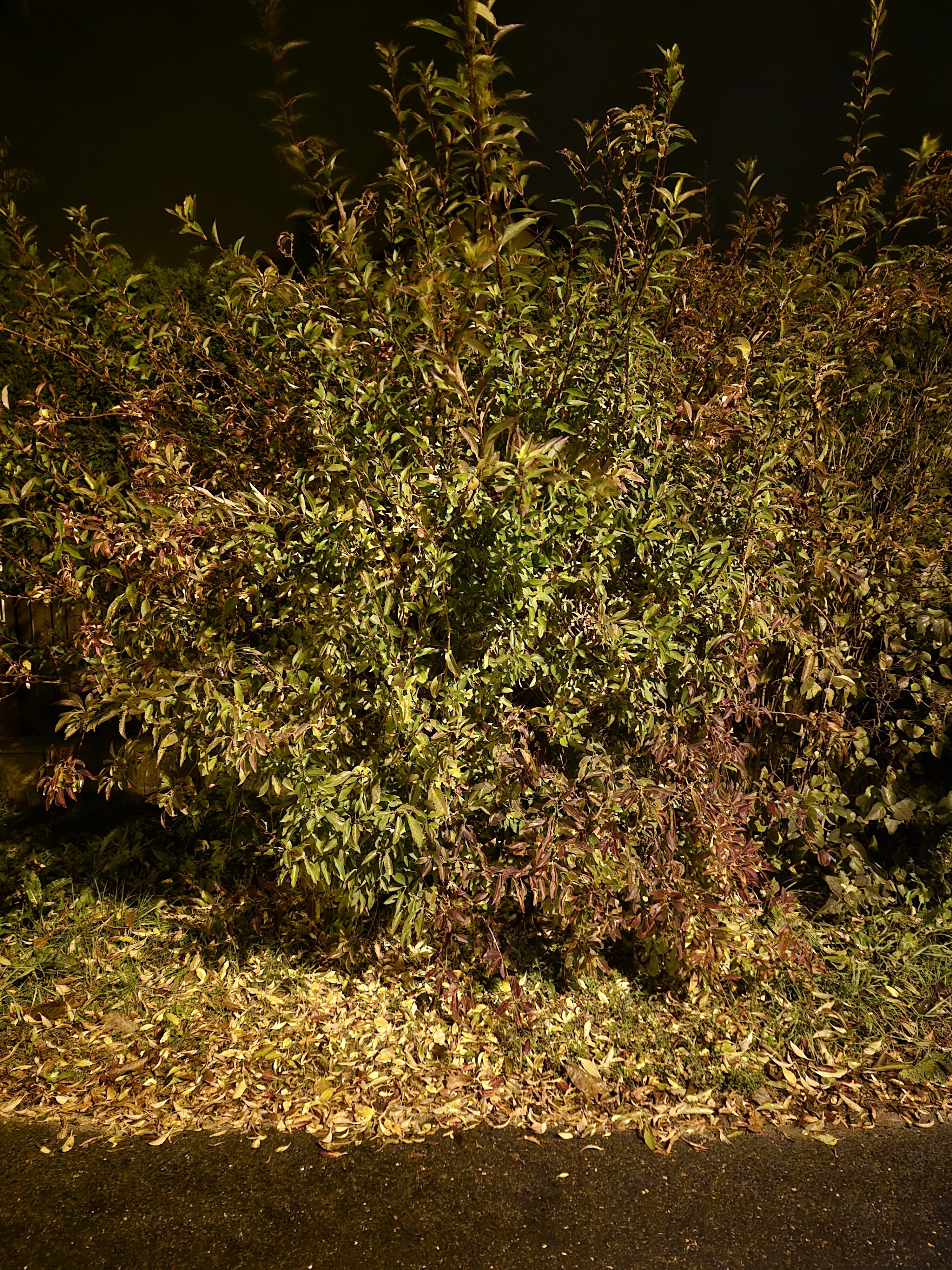 Galaxy S24 FE nocni fotky 32