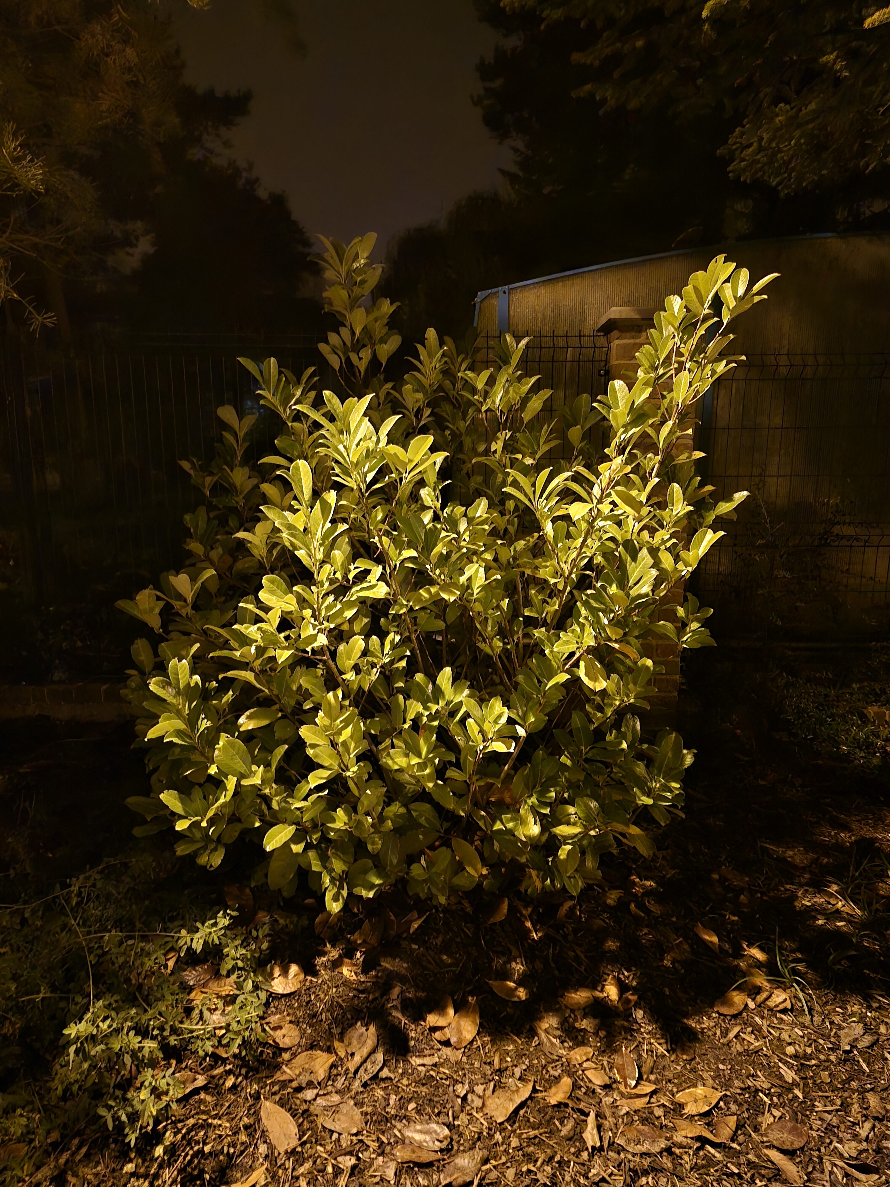 Galaxy S24 FE nocni fotky 7