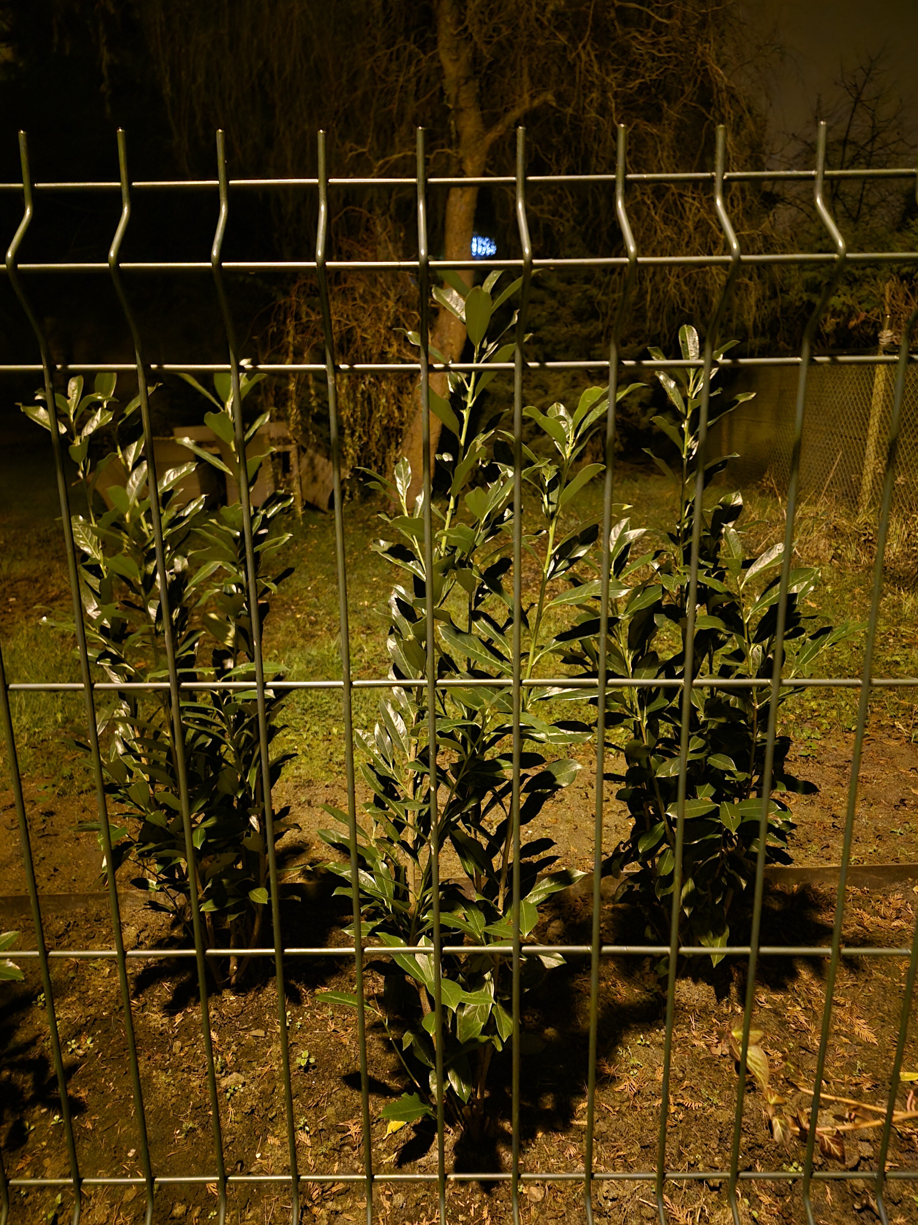 Galaxy S24 FE nocni fotky 8