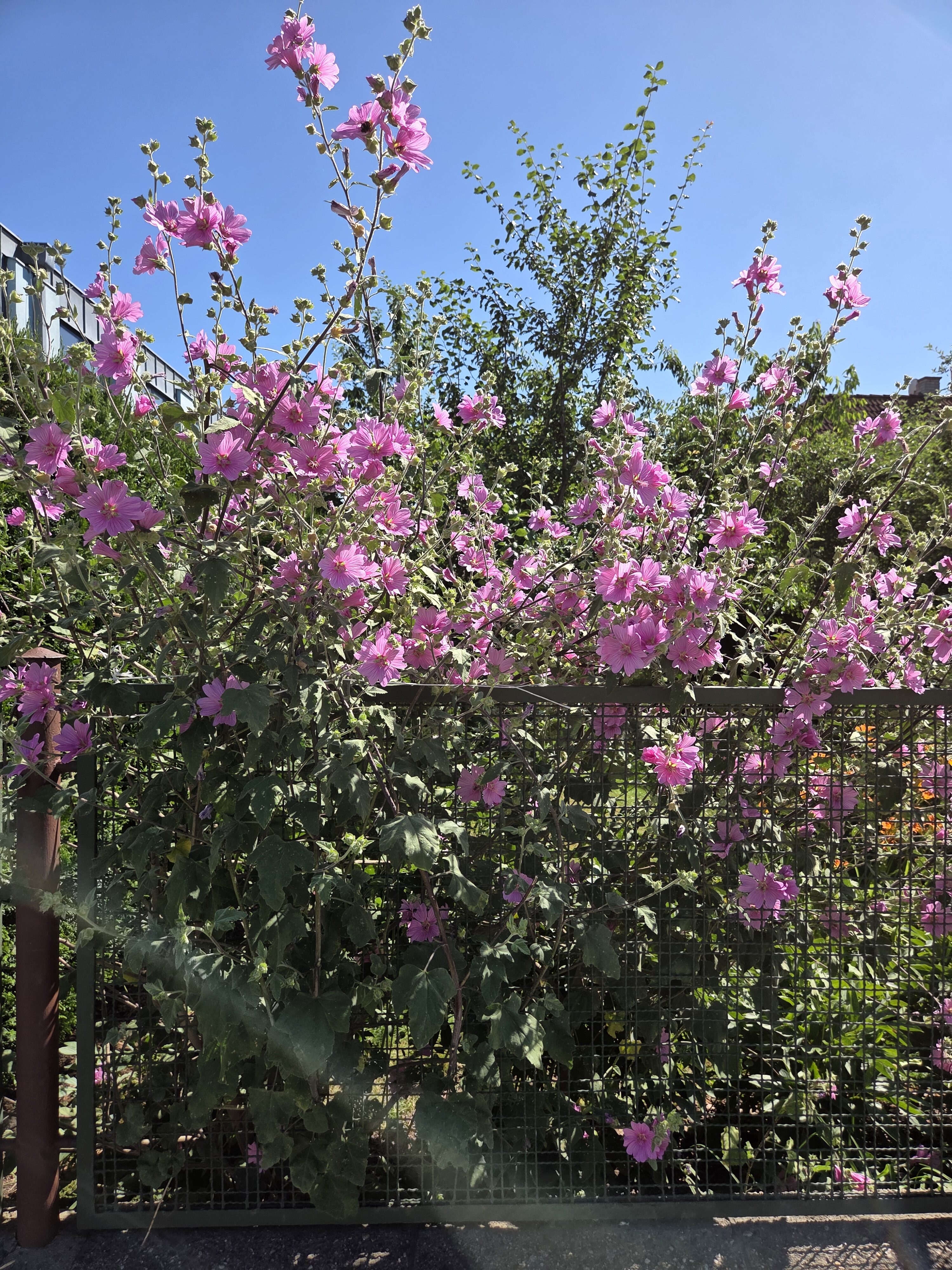 Galaxy S25 Plus denni fotka 11