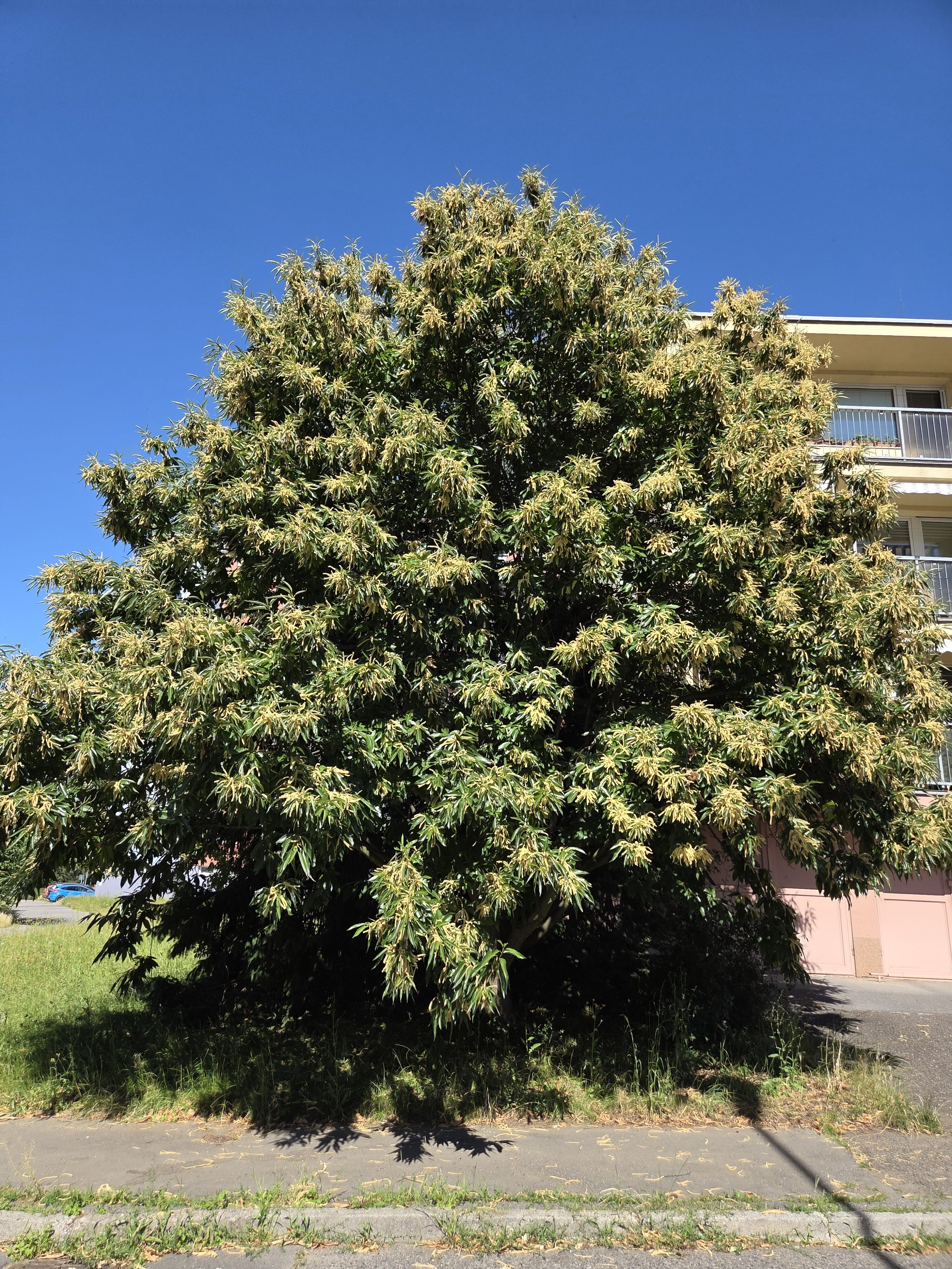 Galaxy S25 Plus denni fotka 13