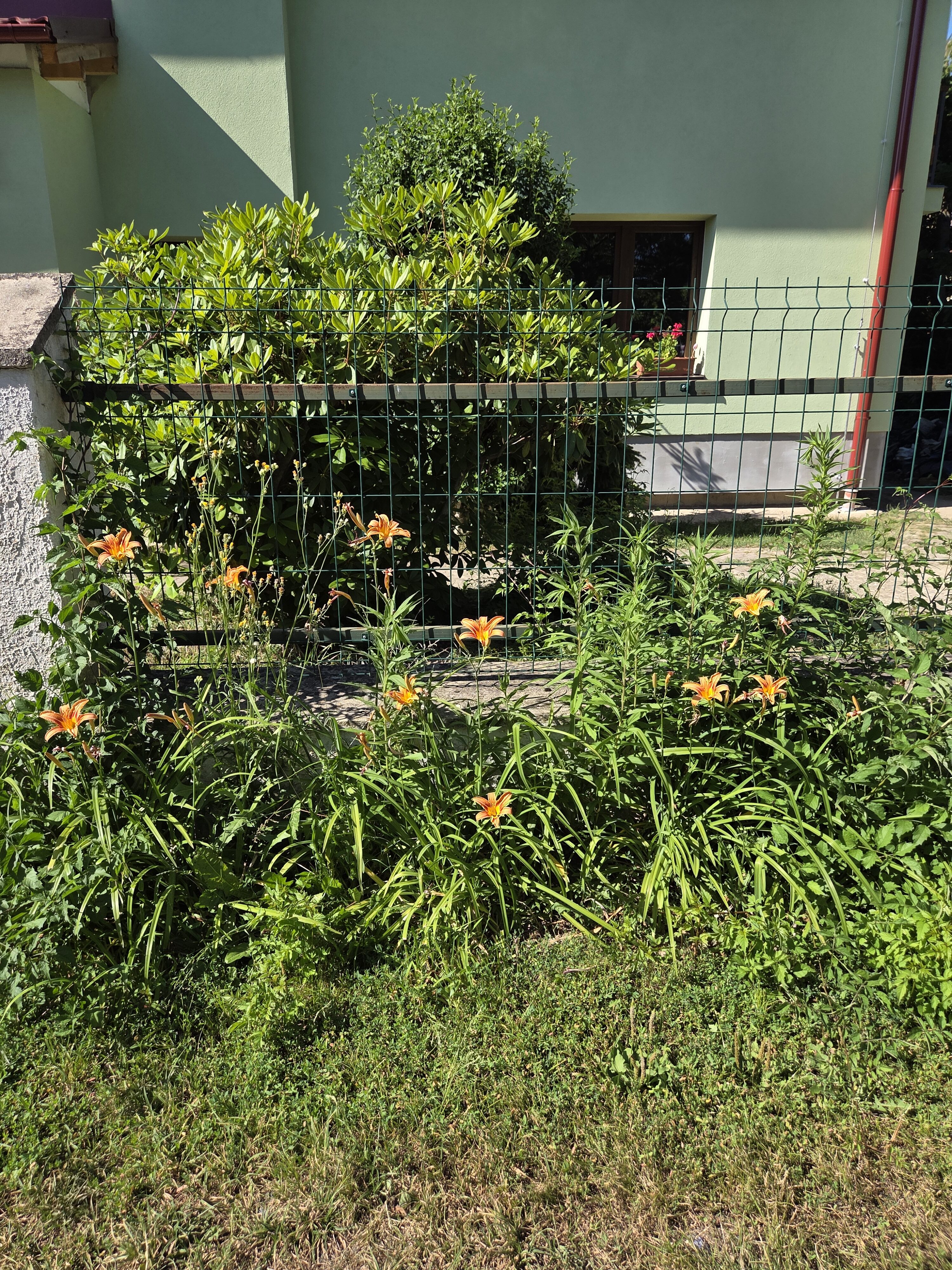 Galaxy S25 Plus denni fotka 14