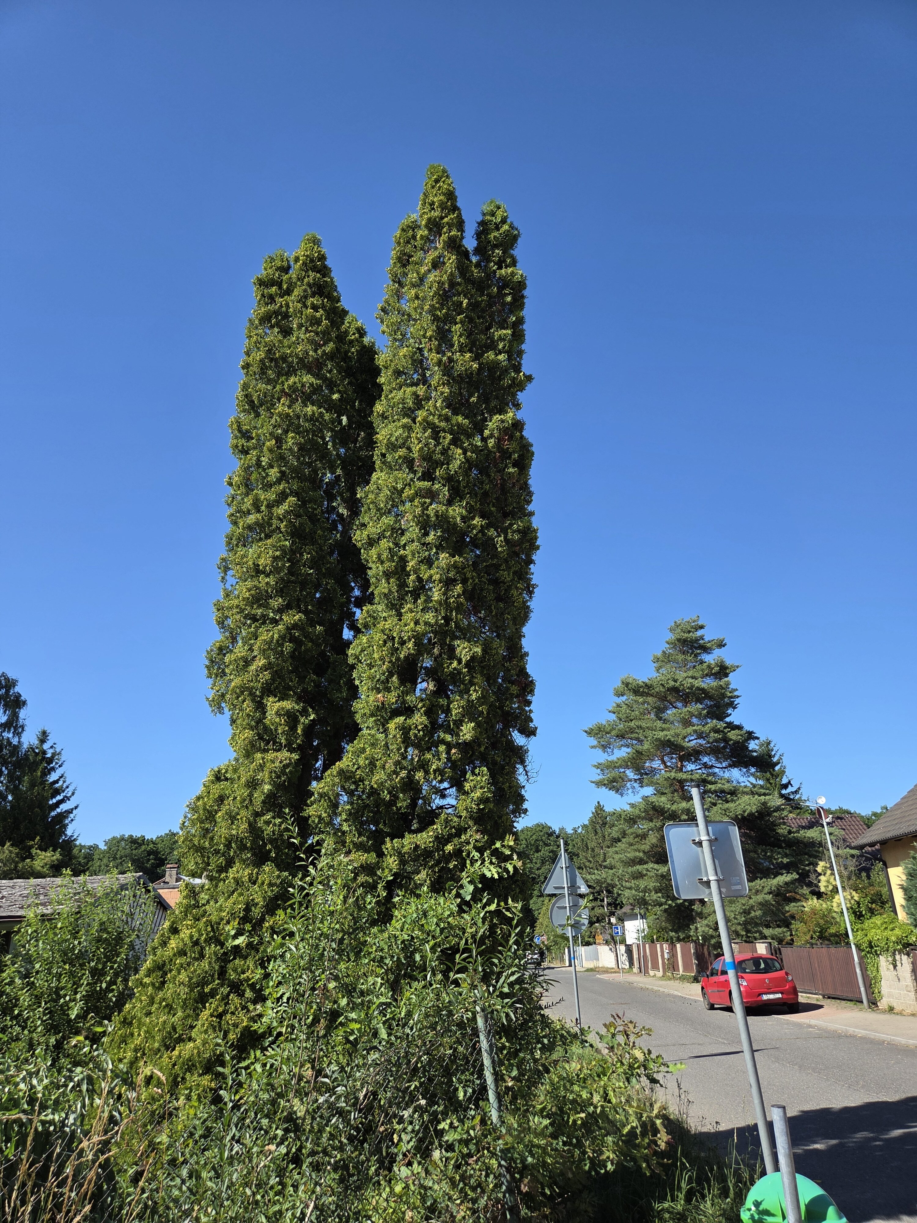 Galaxy S25 Plus denni fotka 18