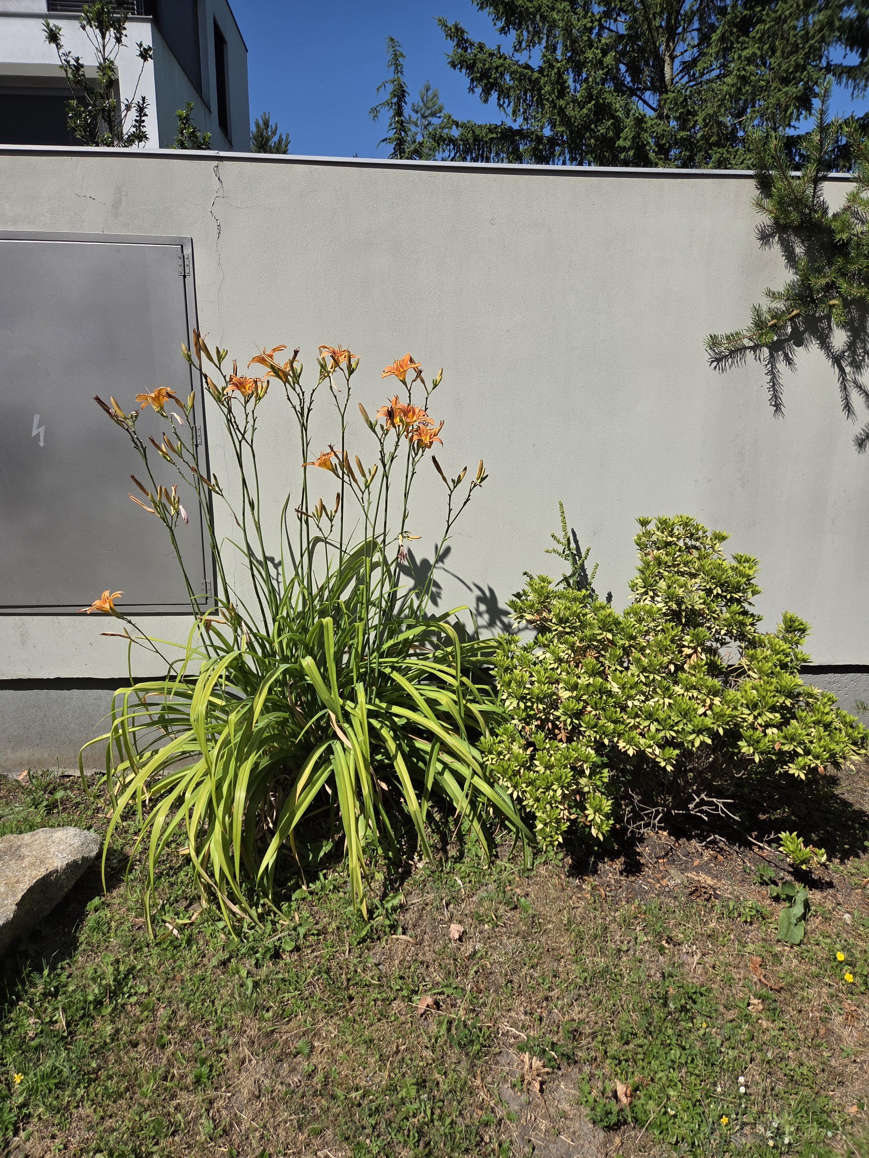 Galaxy S25 Plus denni fotka 2