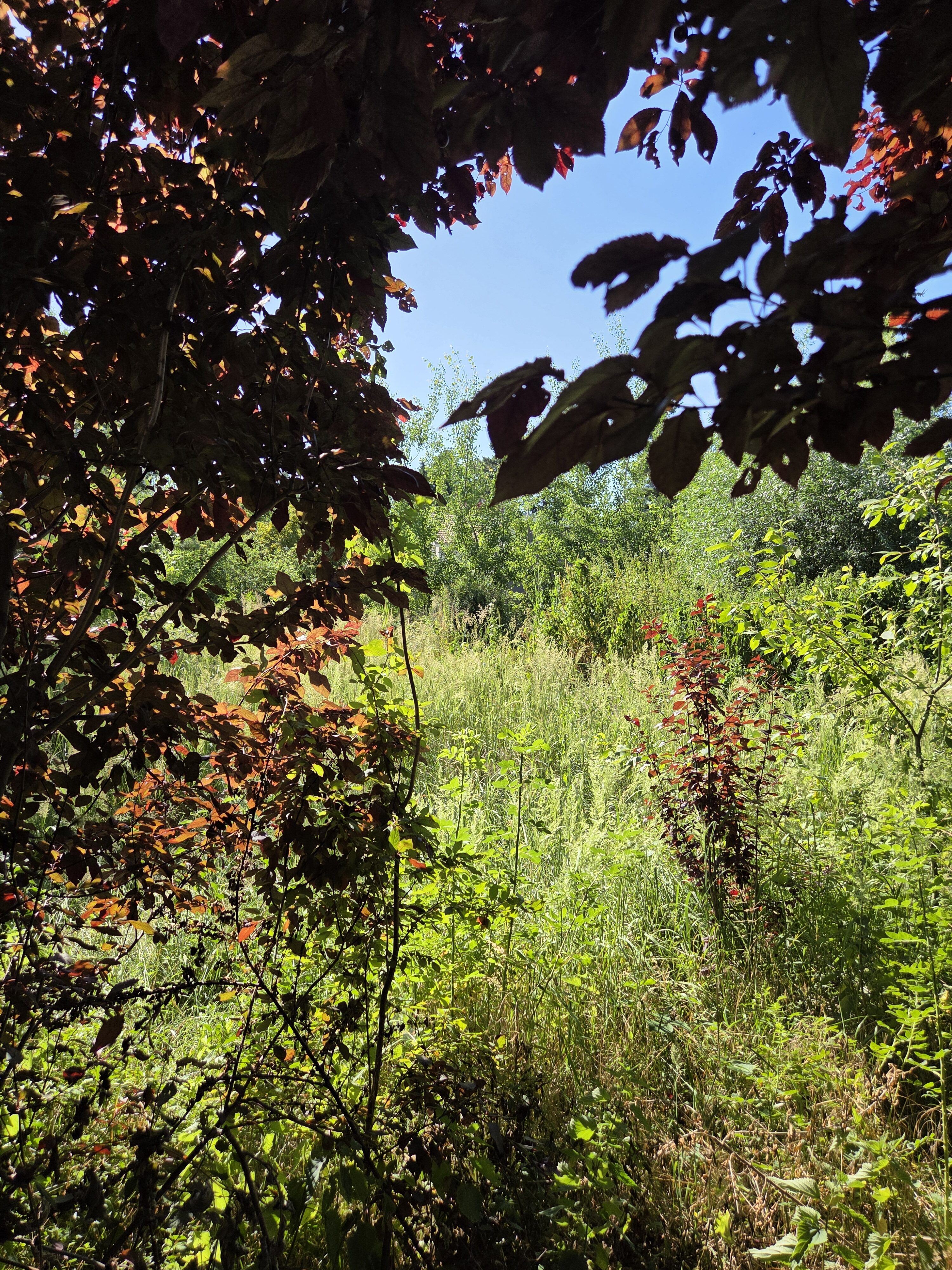 Galaxy S25 Plus denni fotka 20