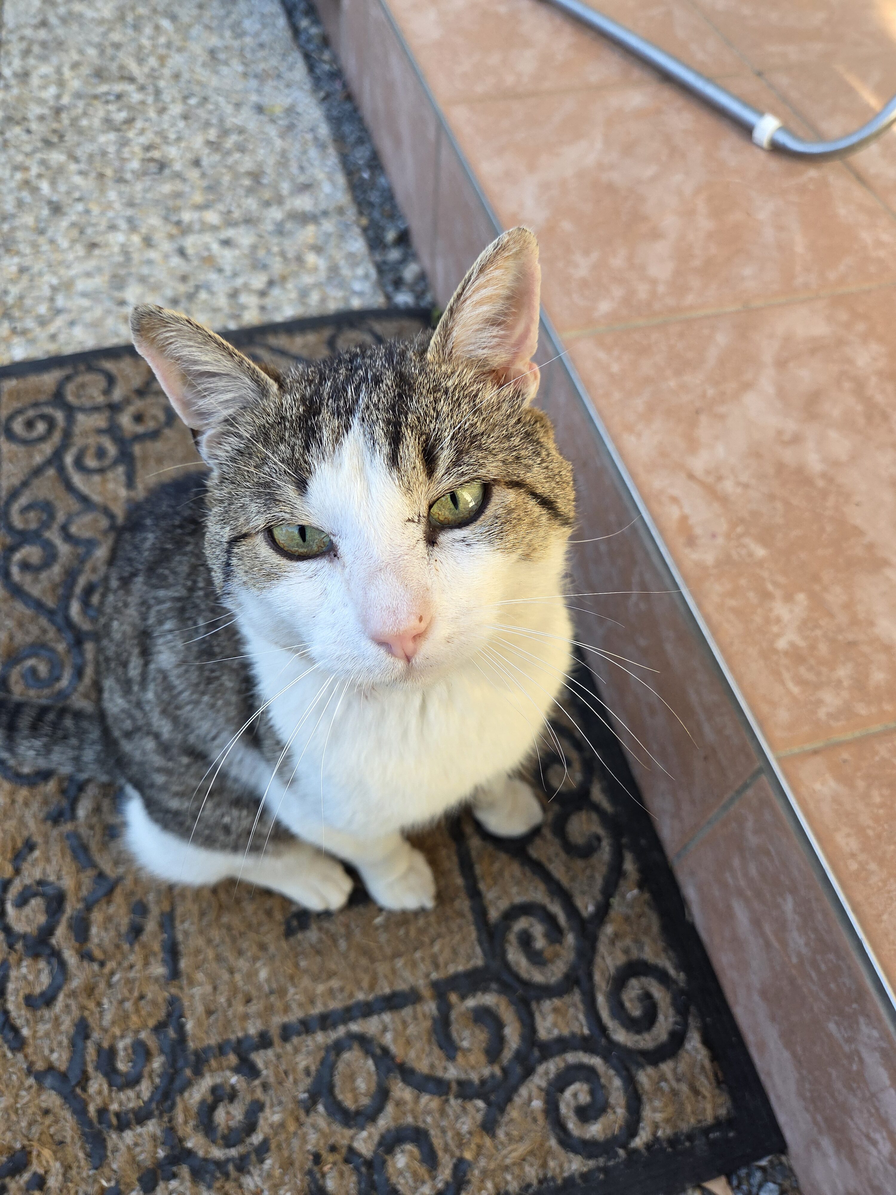 Galaxy S25 Plus denni fotka 21