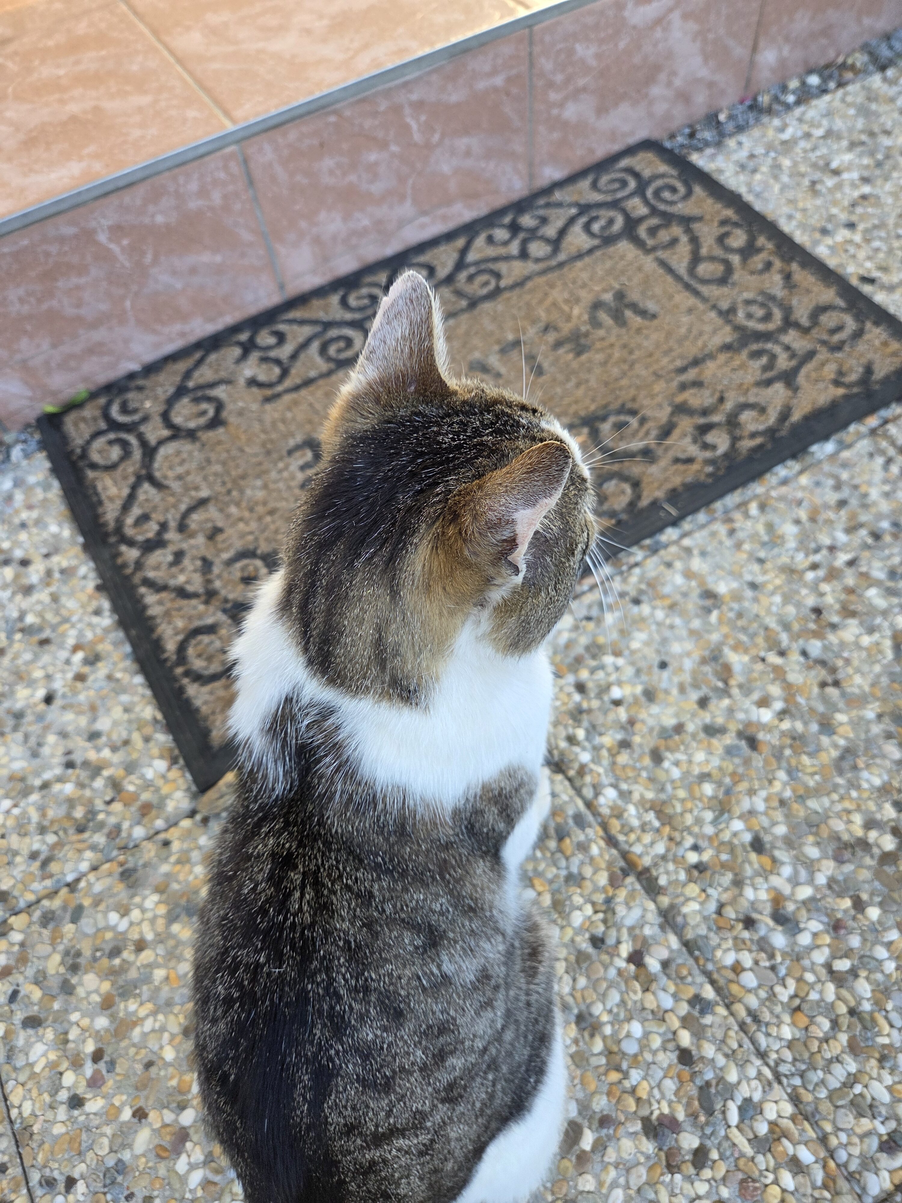 Galaxy S25 Plus denni fotka 22