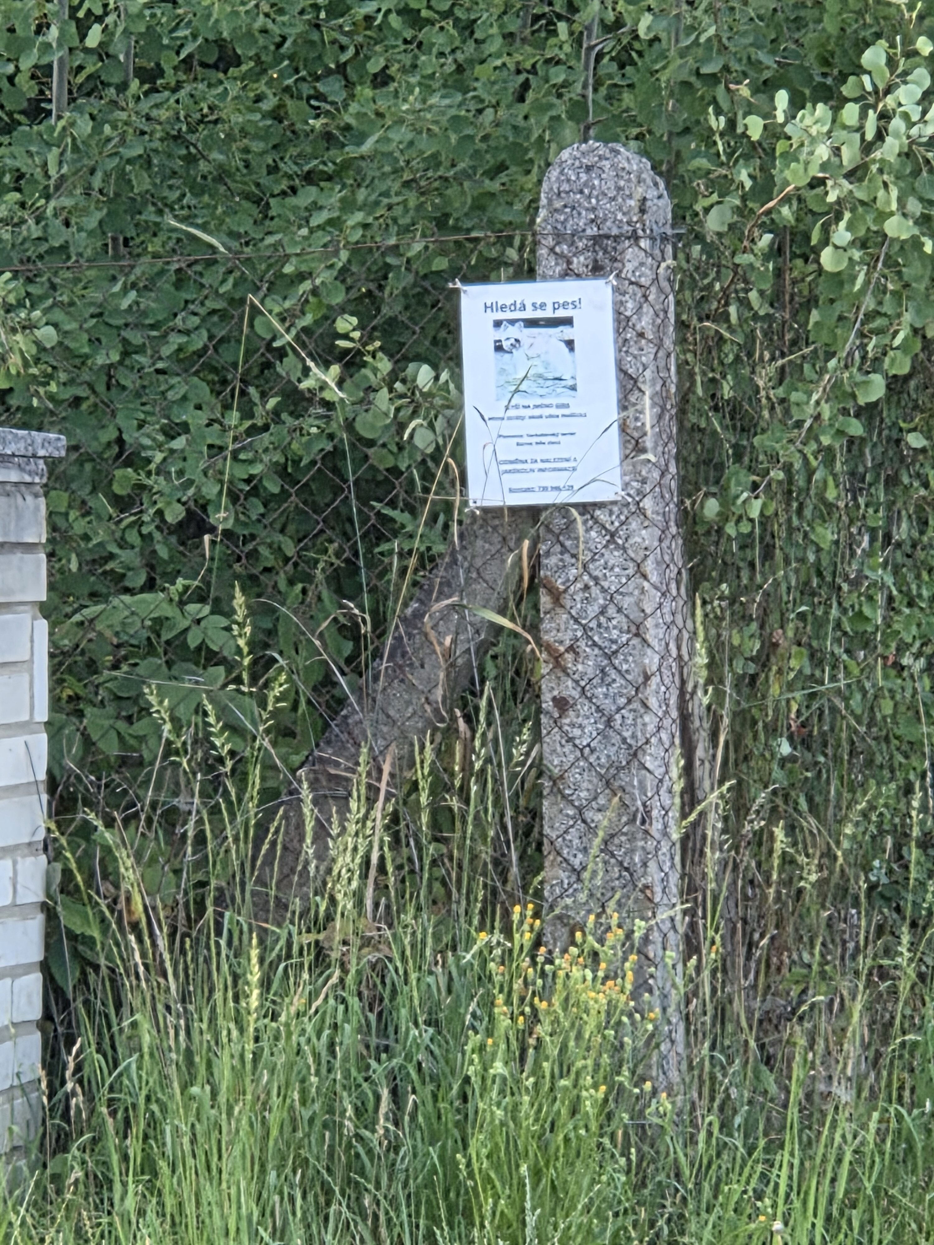 Galaxy S25 Plus denni fotka 35