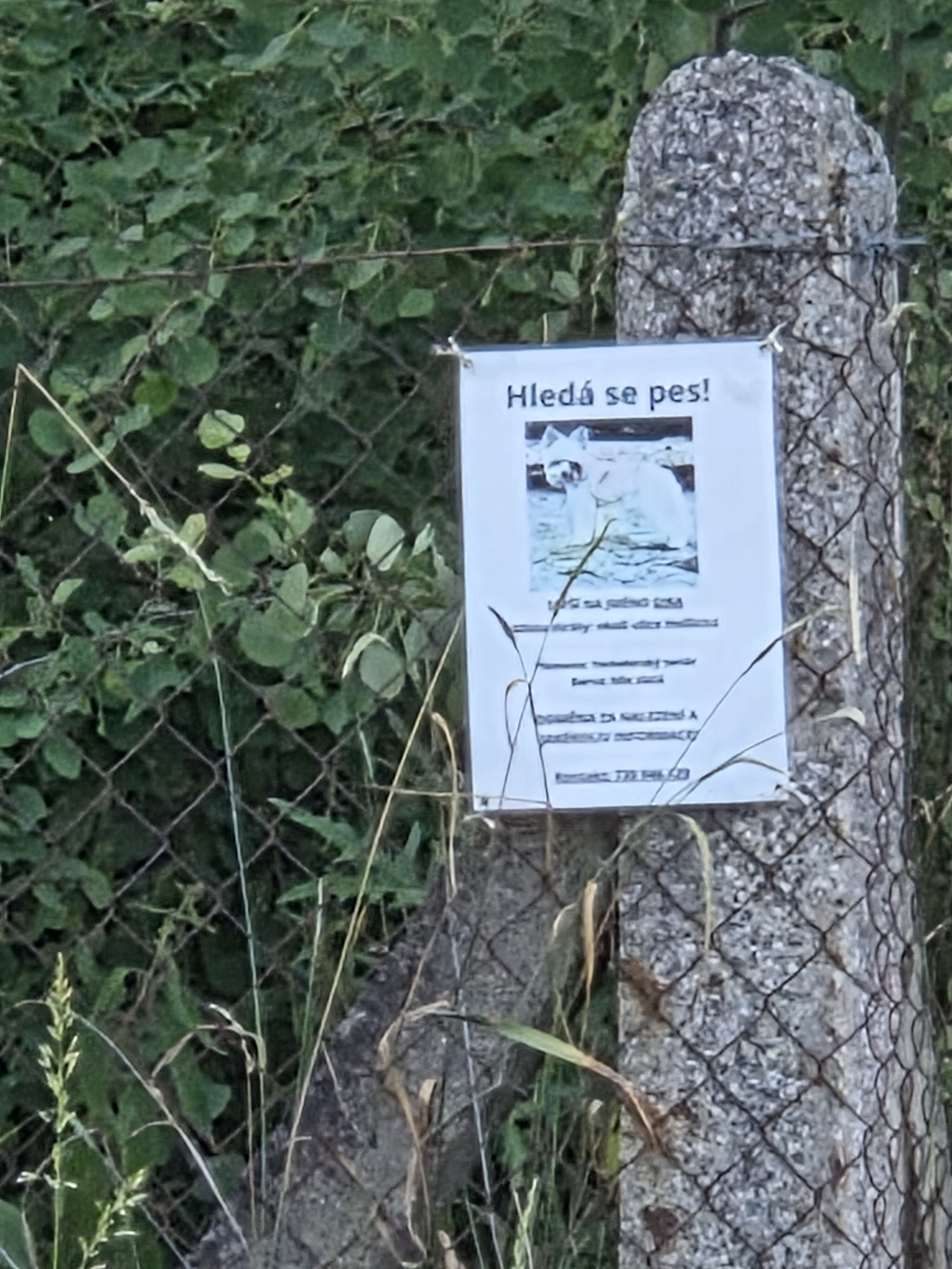 Galaxy S25 Plus denni fotka 36