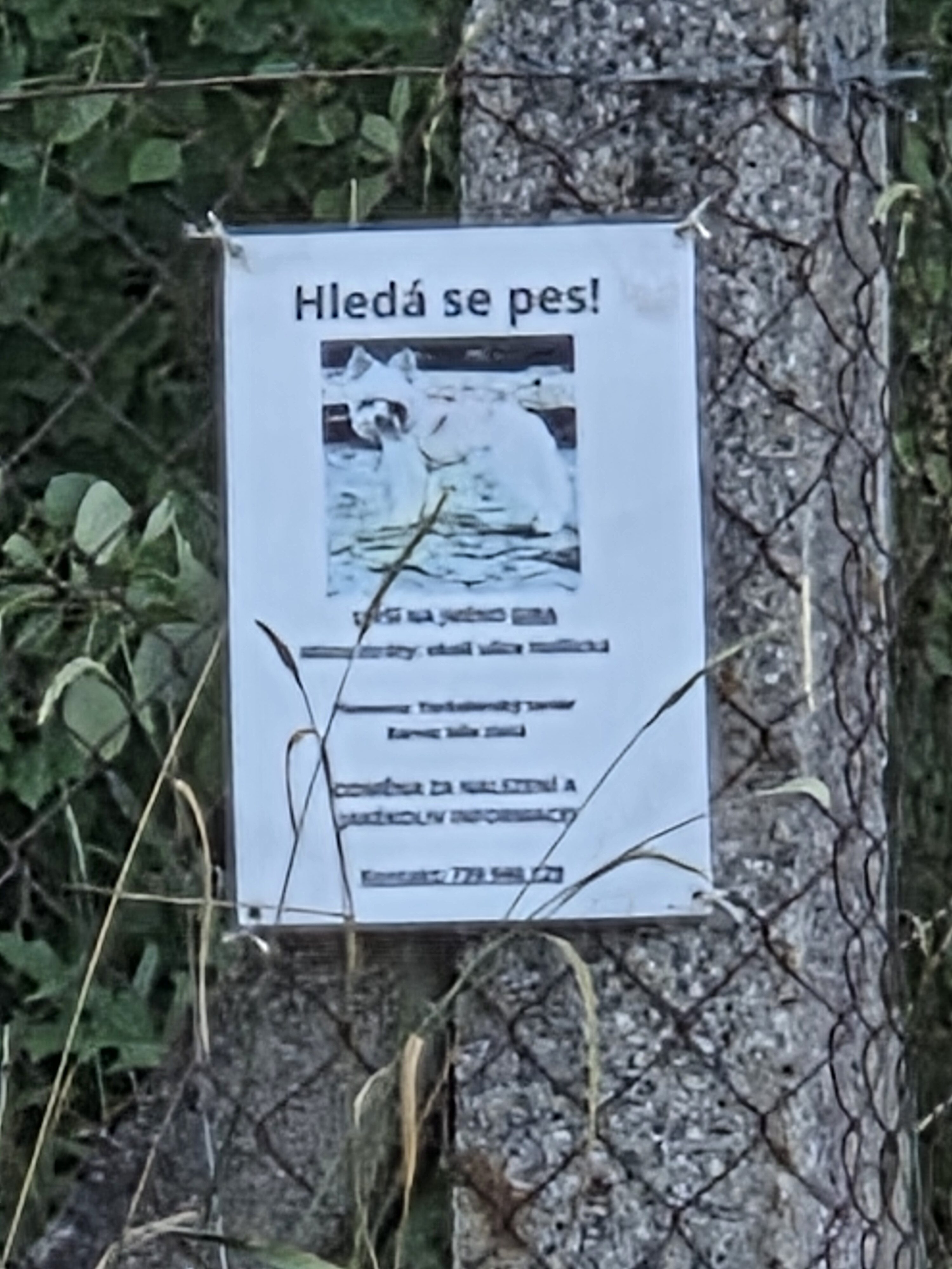 Galaxy S25 Plus denni fotka 37