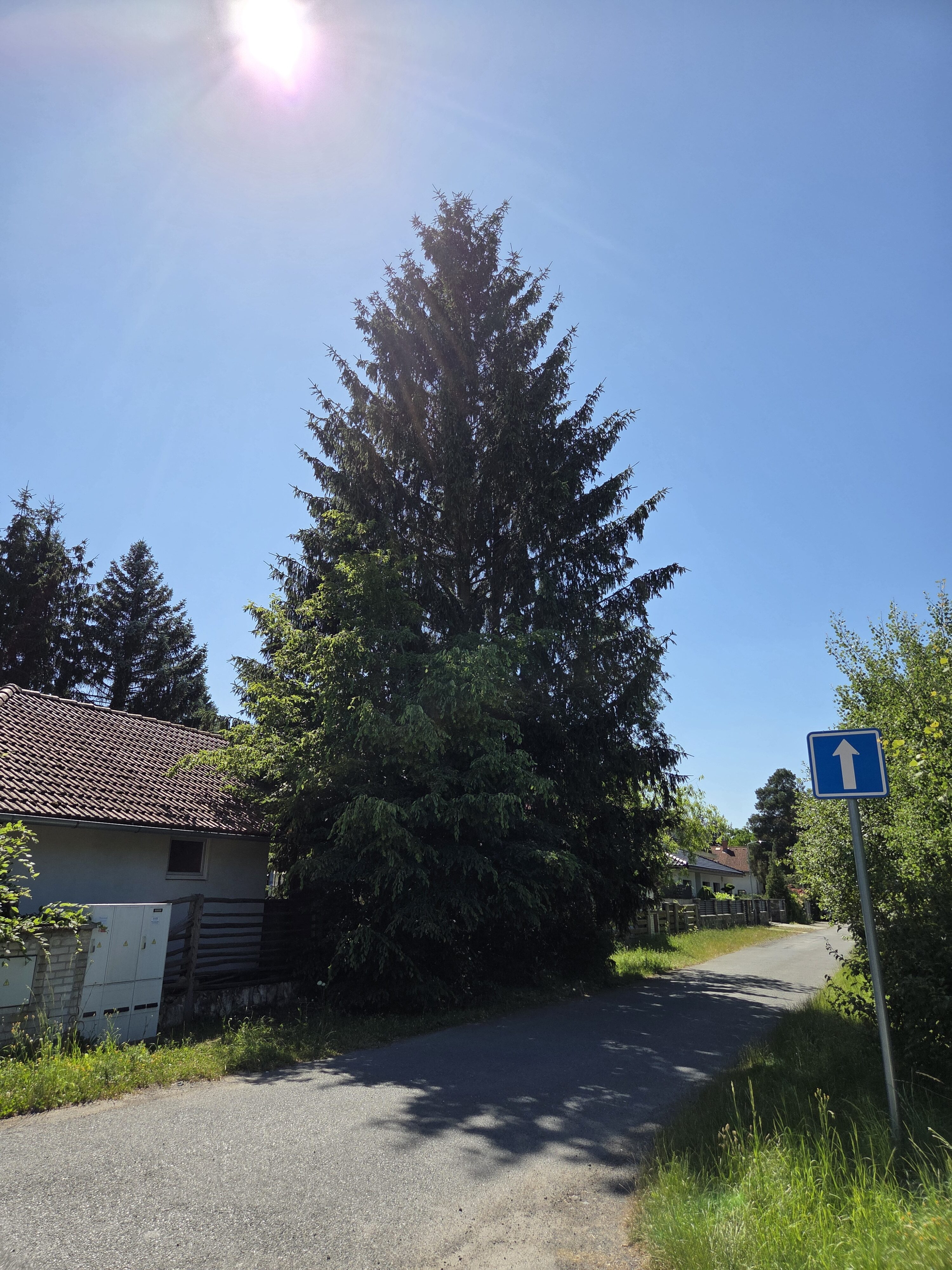 Galaxy S25 Plus denni fotka 4