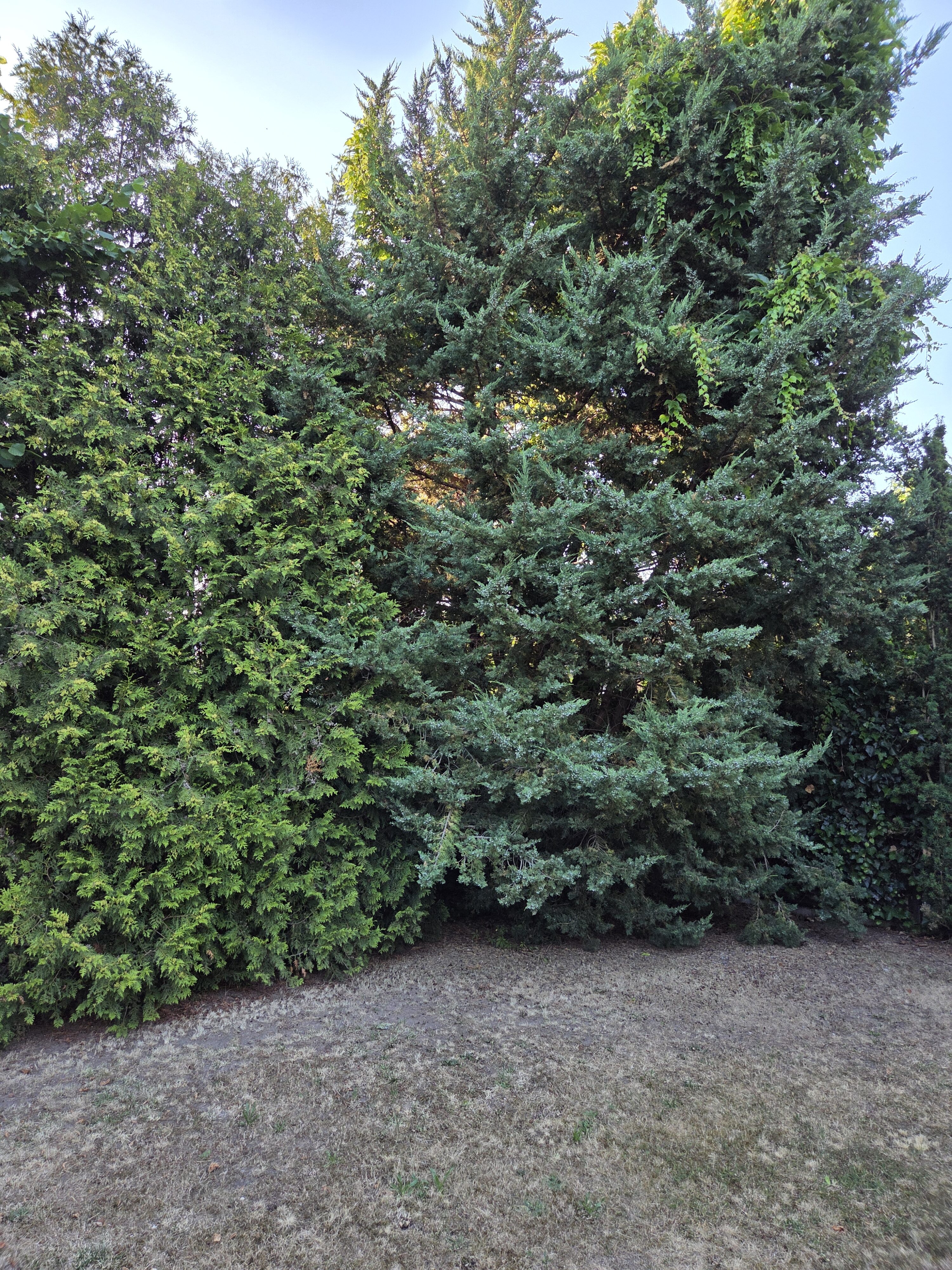 Galaxy S25 Plus denni fotka 47