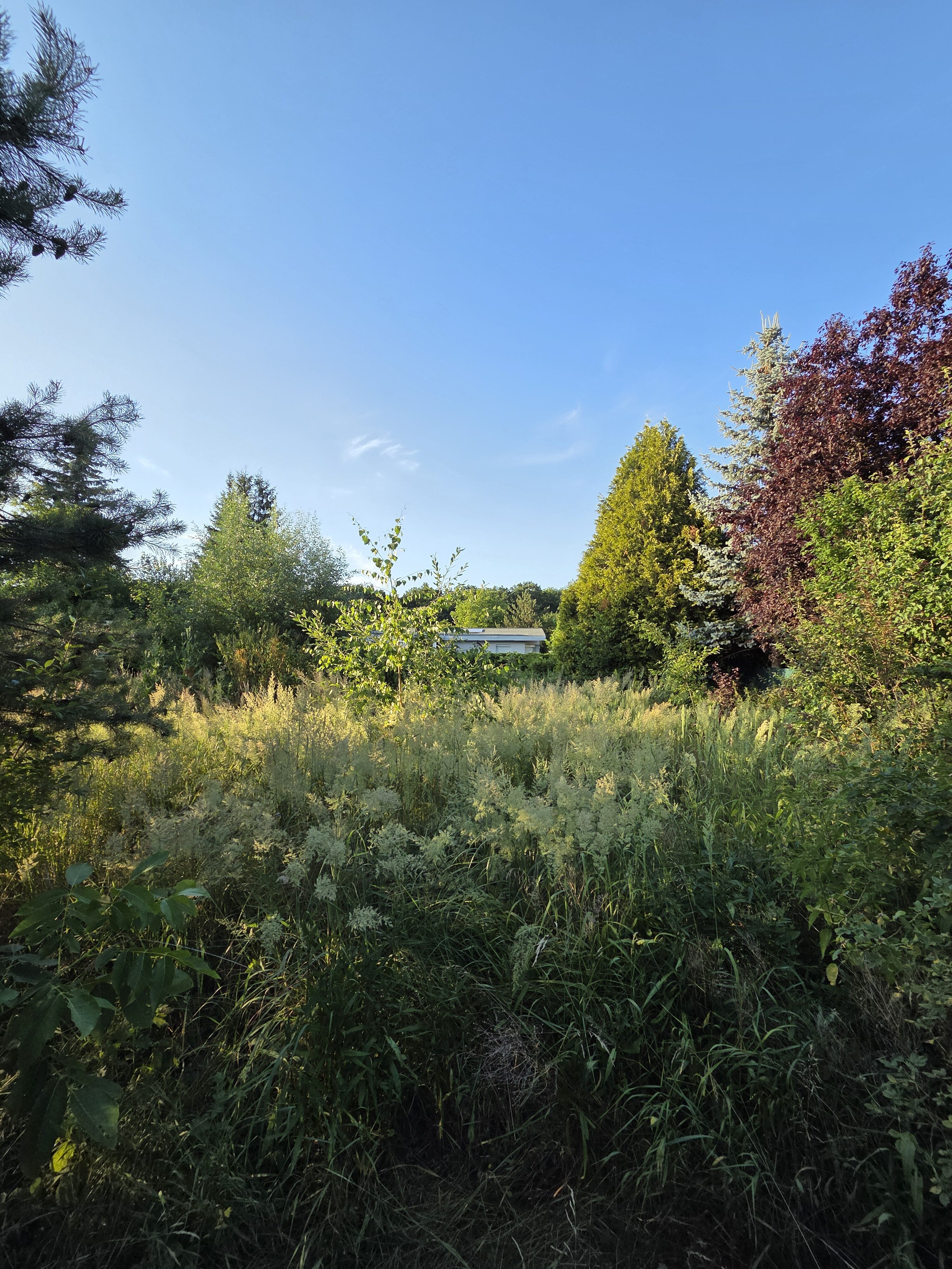 Galaxy S25 Plus denni fotka 50